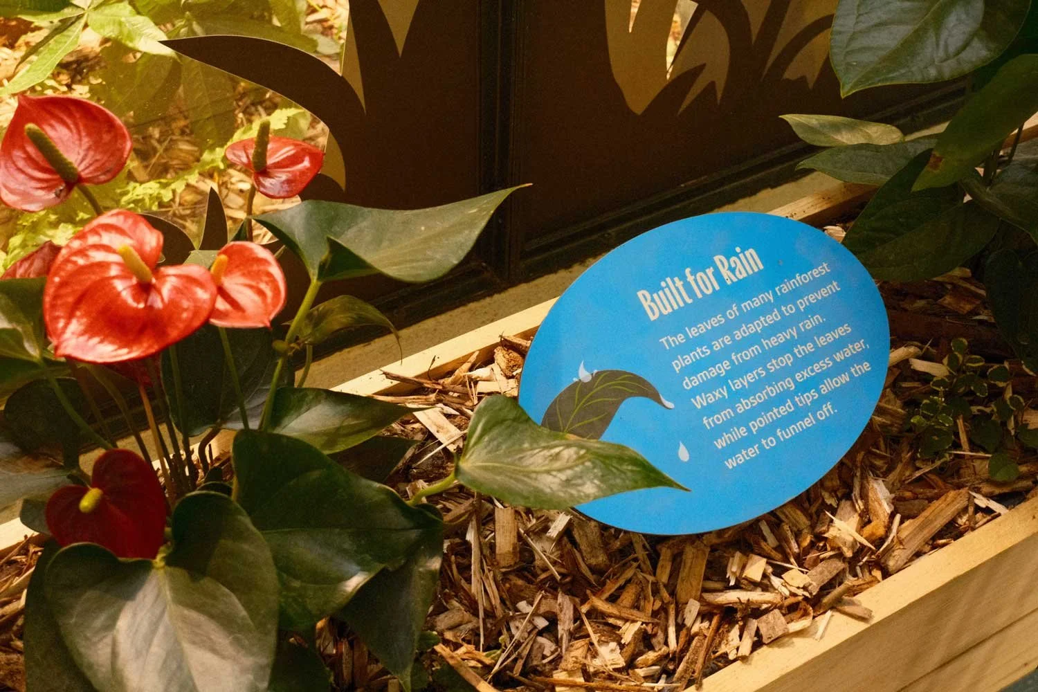 laura-barrett-illlustration-dublin-zoo-leaf-infographic.jpg