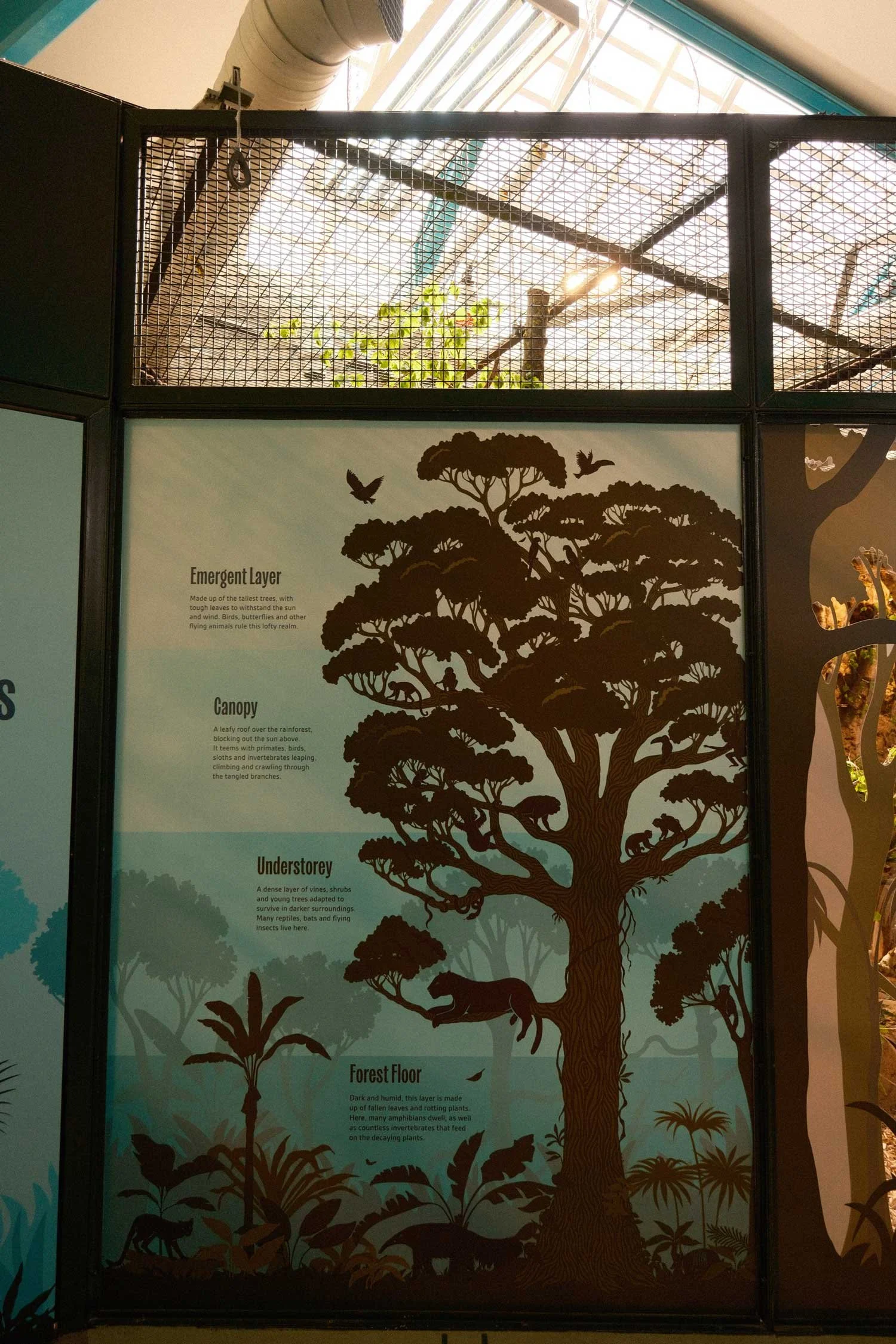 laura-barrett-illlustration-dublin-zoo-layers-infographic.jpg