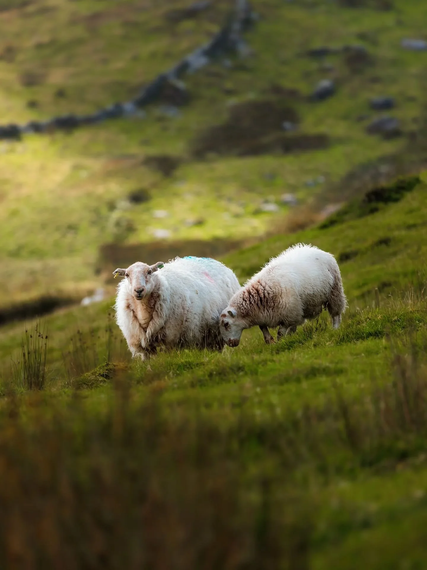 Il est temps de commencer &agrave; partager les photos du voyage au Royaume-Uni de l'&eacute;t&eacute; dernier.

Pour commencer, l'animal embl&eacute;matique et son regard mena&ccedil;ant.