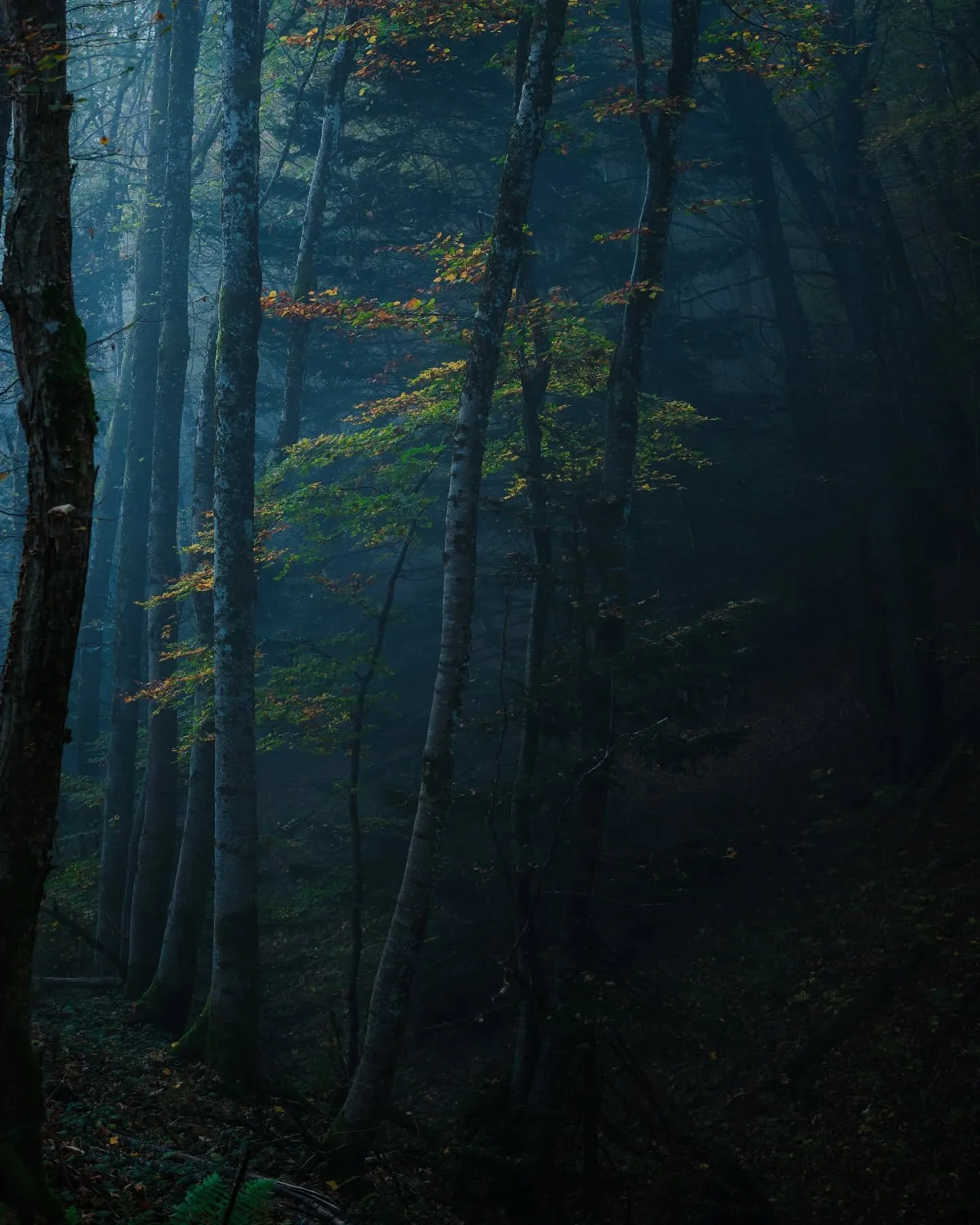 For&ecirc;t brumeuse 🍂