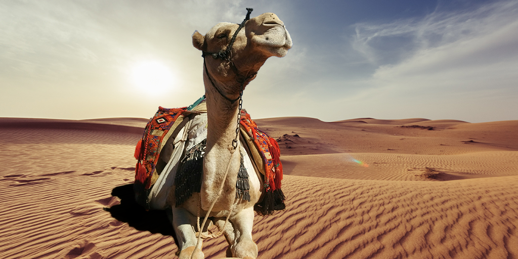 Desert camel-Animal World Wallpaper Preview | 10wallpaper.com