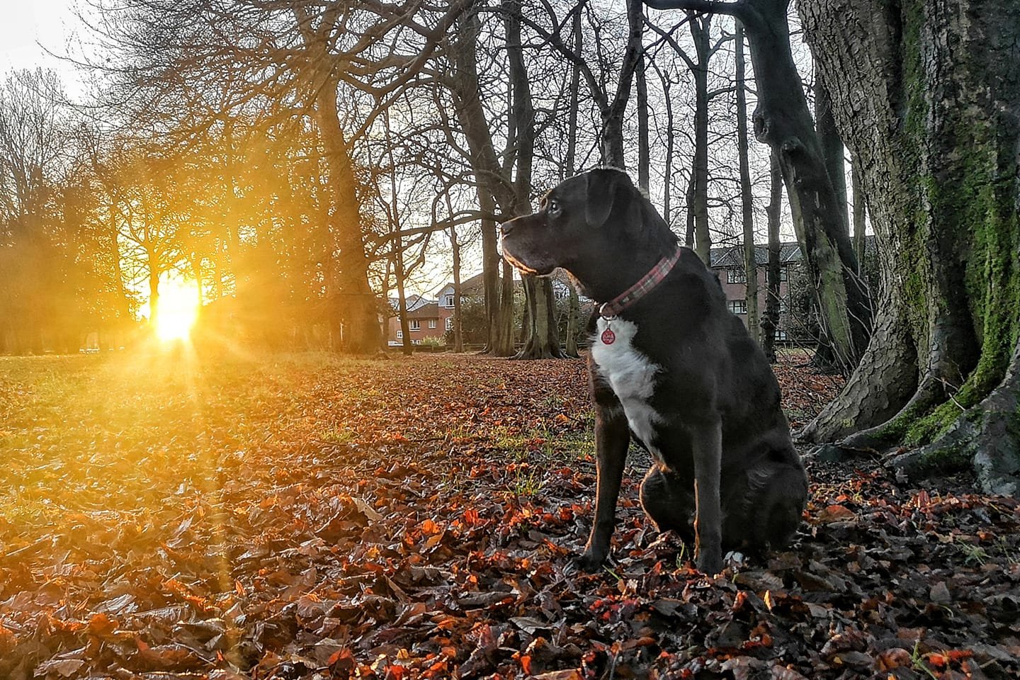 Early morning walkies.