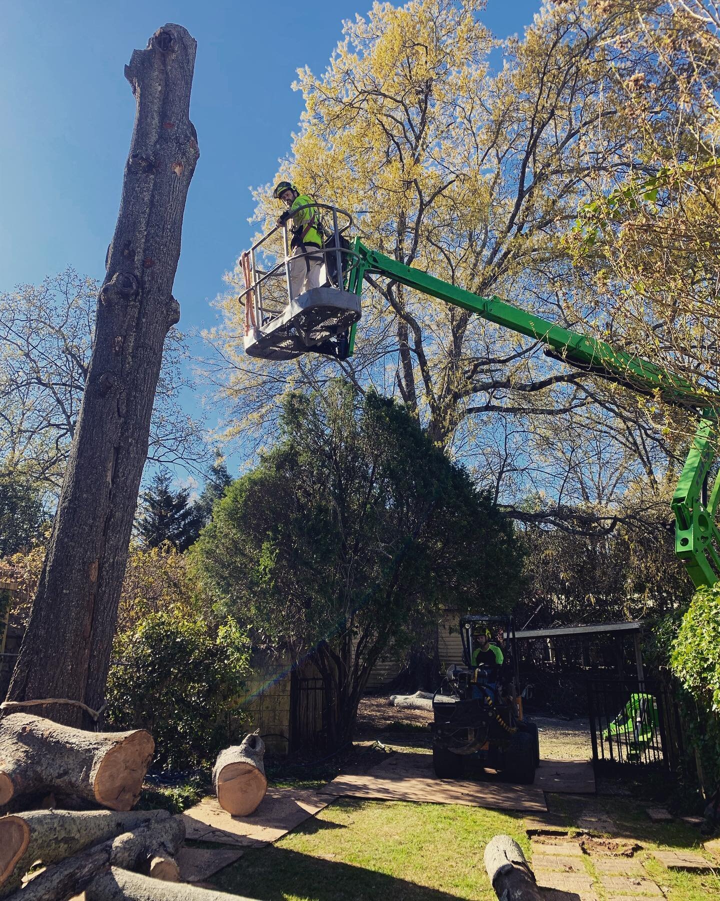 Getting it done in the tightest spaces 🌳🍃💪🏼😎 #getit #treeguys #mostreferred #athensga #treepros