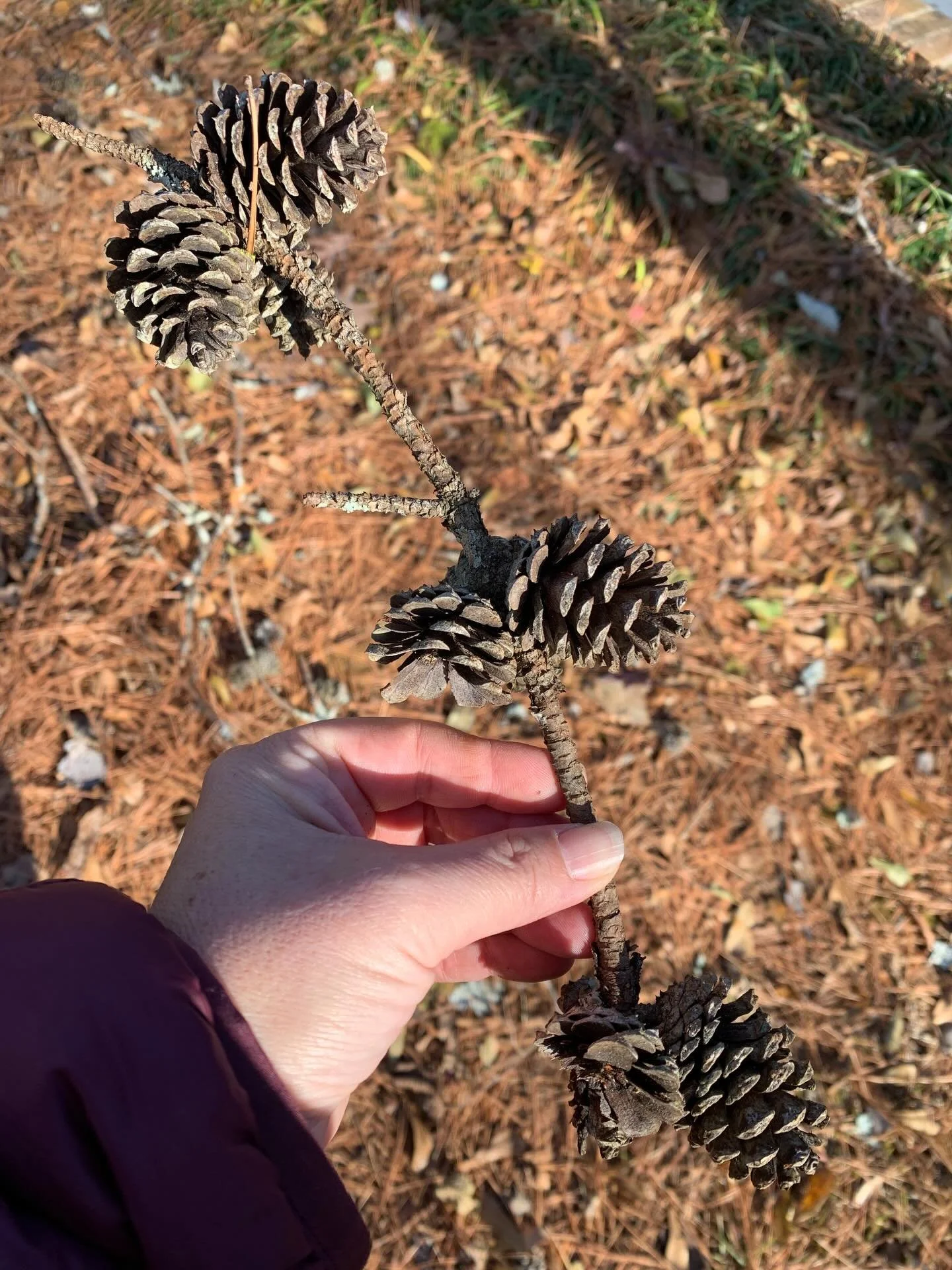 Winter 🌬️🌥️🪾