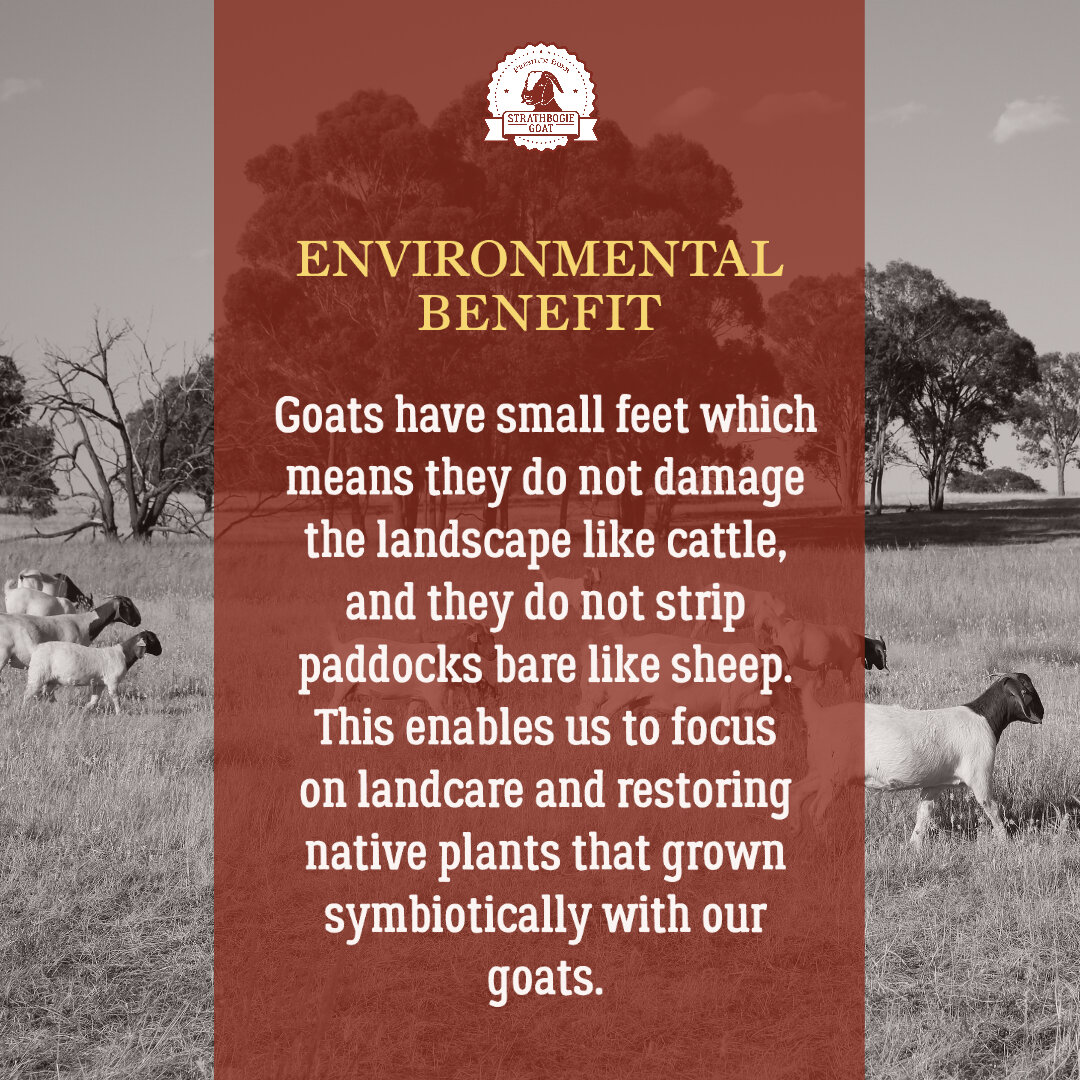 Strathbogie Goat - Social Media + Video