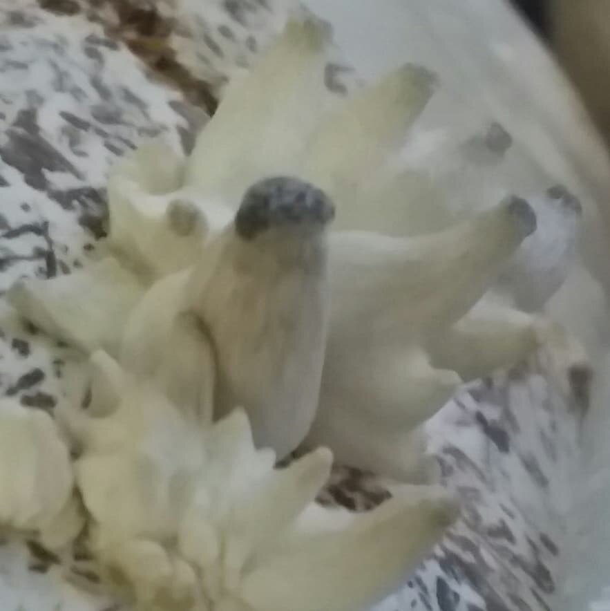 Firsts are fun!

Our first mushrooms begin to present themselves.  I feel like I'm back in elementary school, this is so awesome!

These are pink oysters.  The lions mane and reichi hopefully arent far behind.

Looking forward to great weather for th