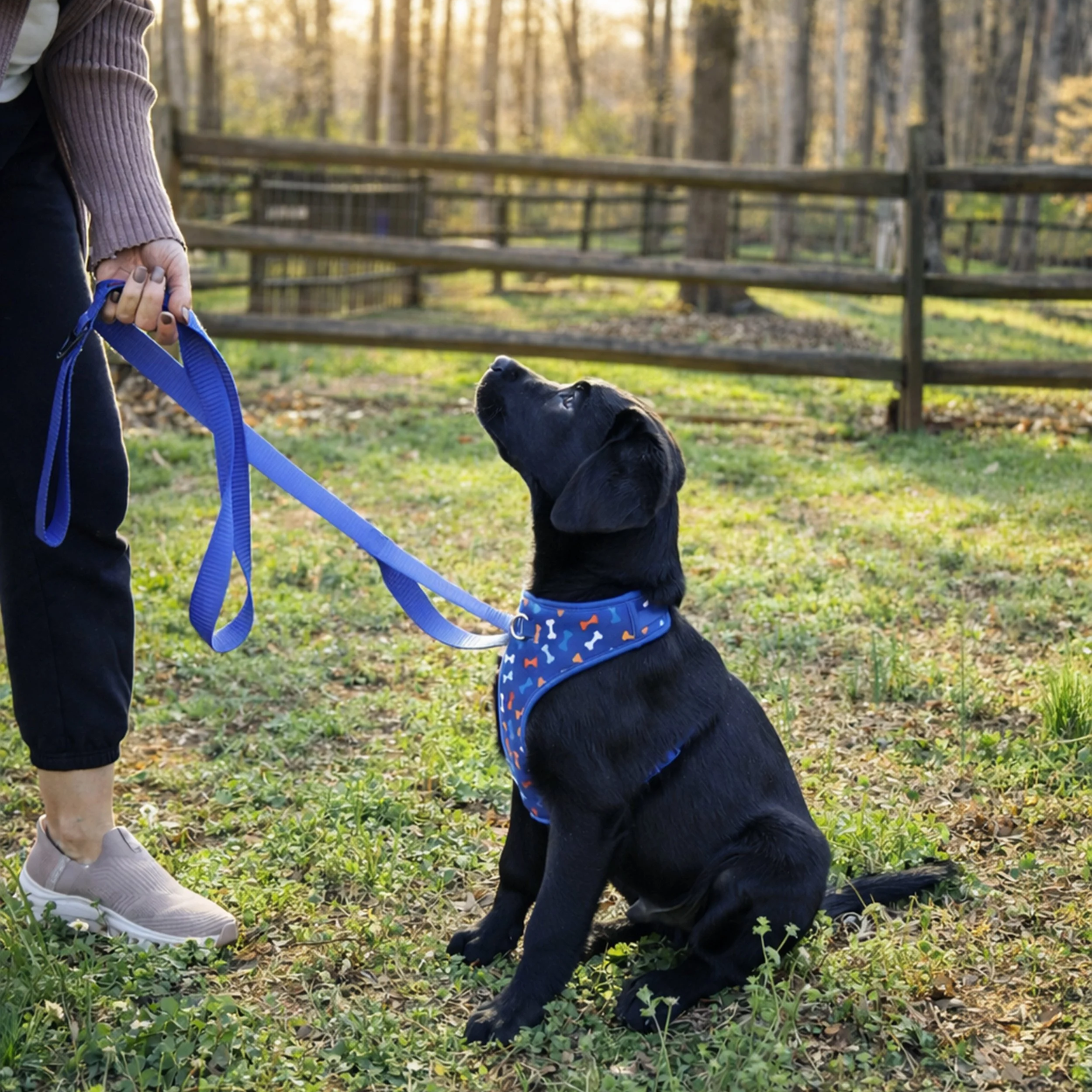 A black Labrador Retriever sitting on grass and looking up at a person holding a blue leash, in a park-like setting with trees and a wooden fence in the background.