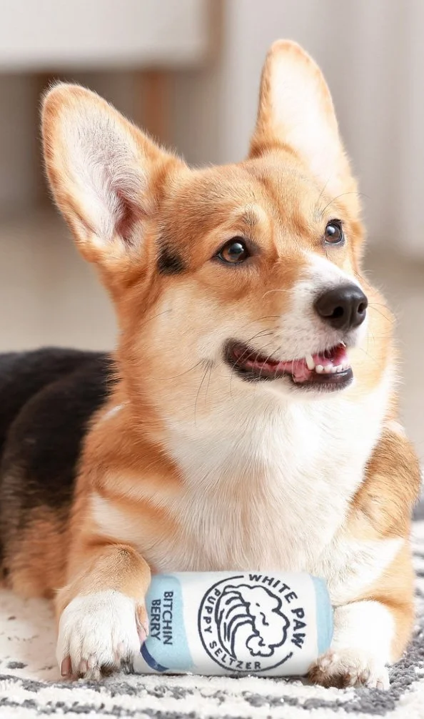 A cute Corgi dog lying on the floor with a white paw-print-themed toy in front of it.