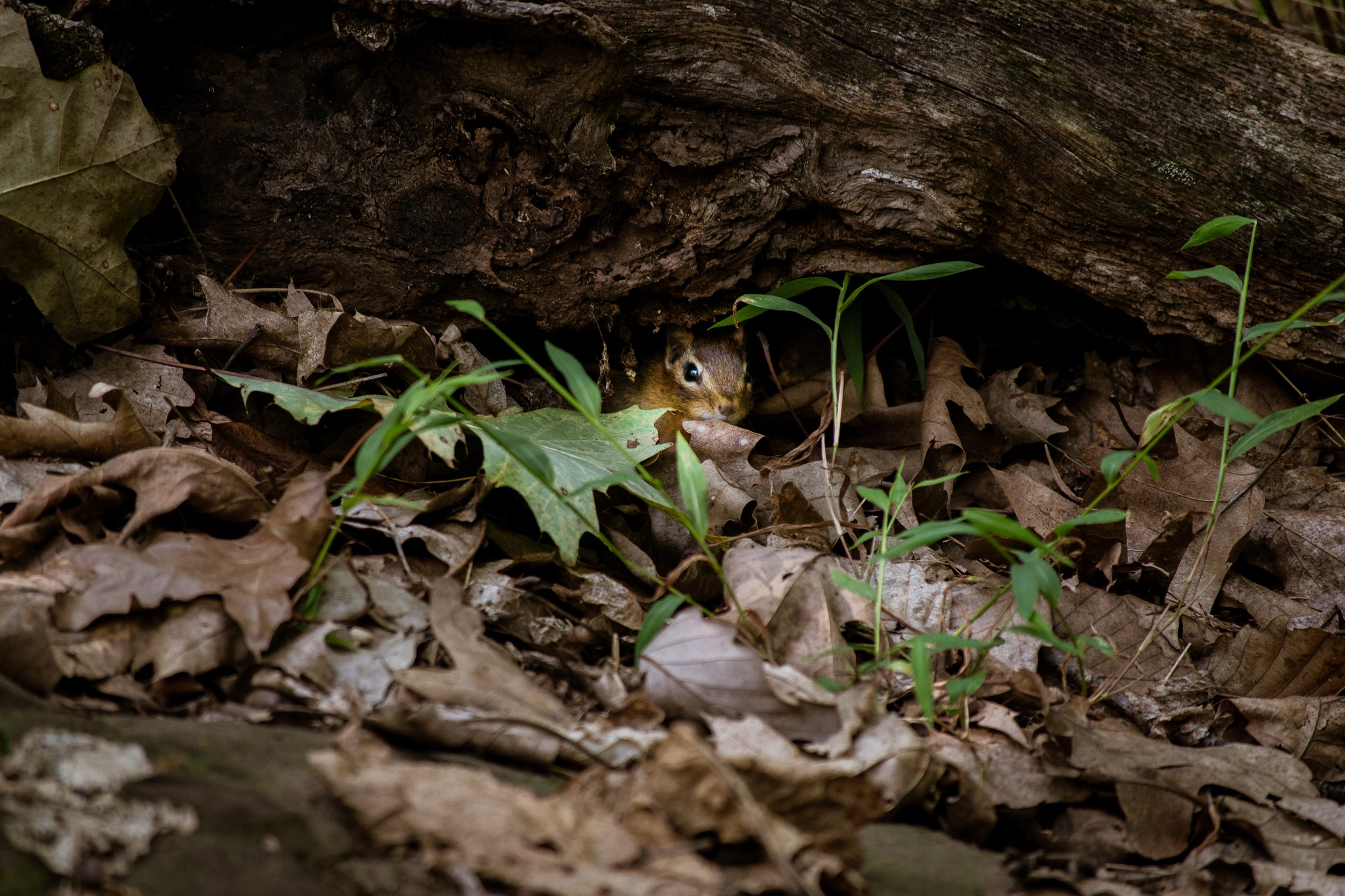 DSC_2598.jpeg