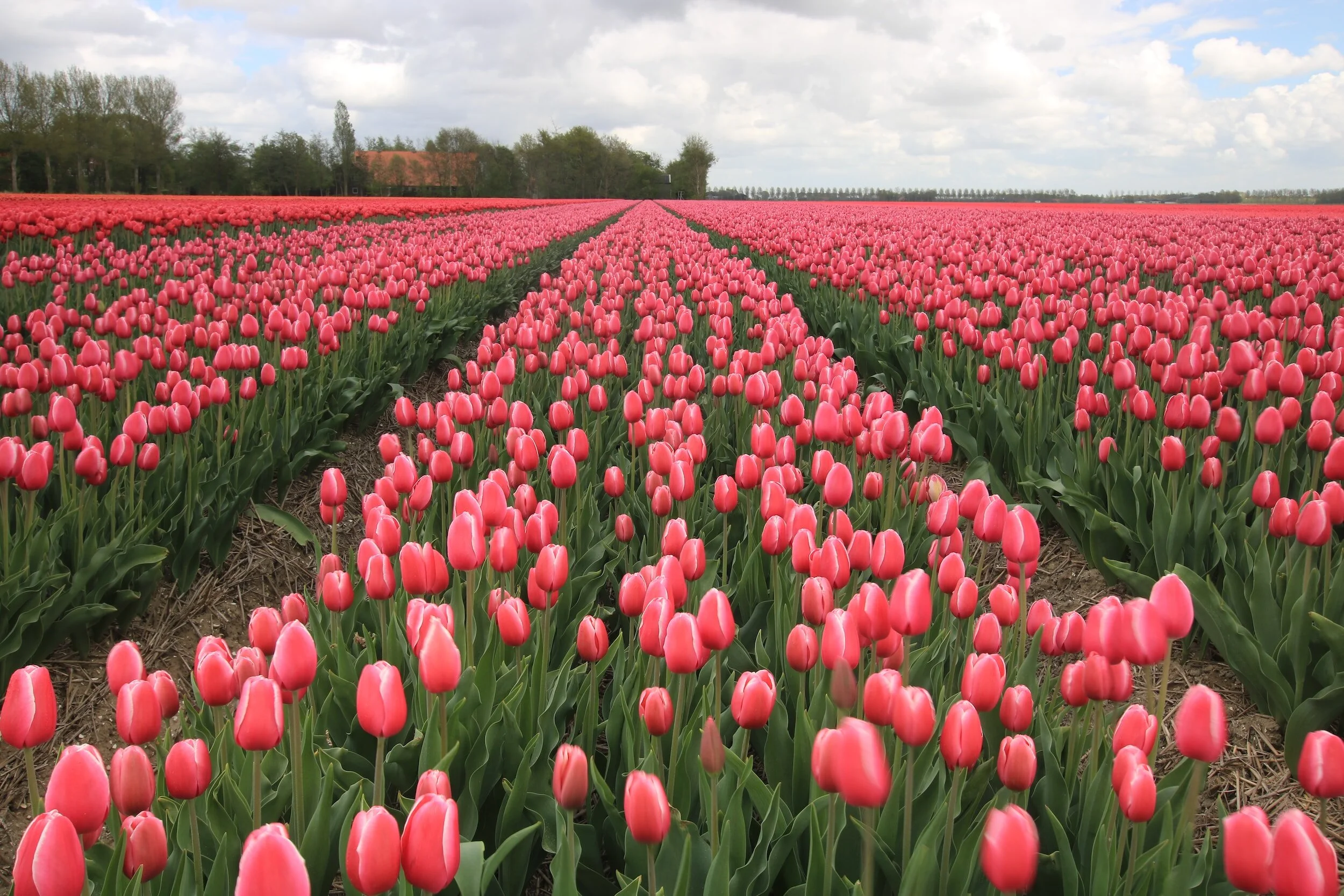 The unlikely similarity between mental health services design and Tulip cultivation