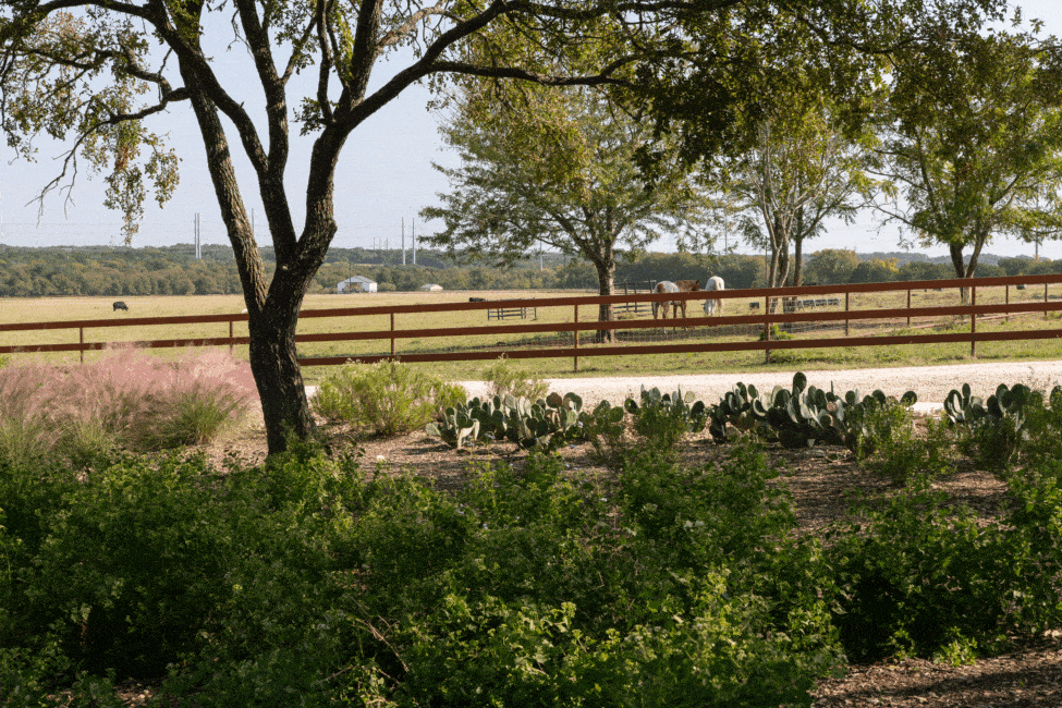 DSC_0417-975x650.gif