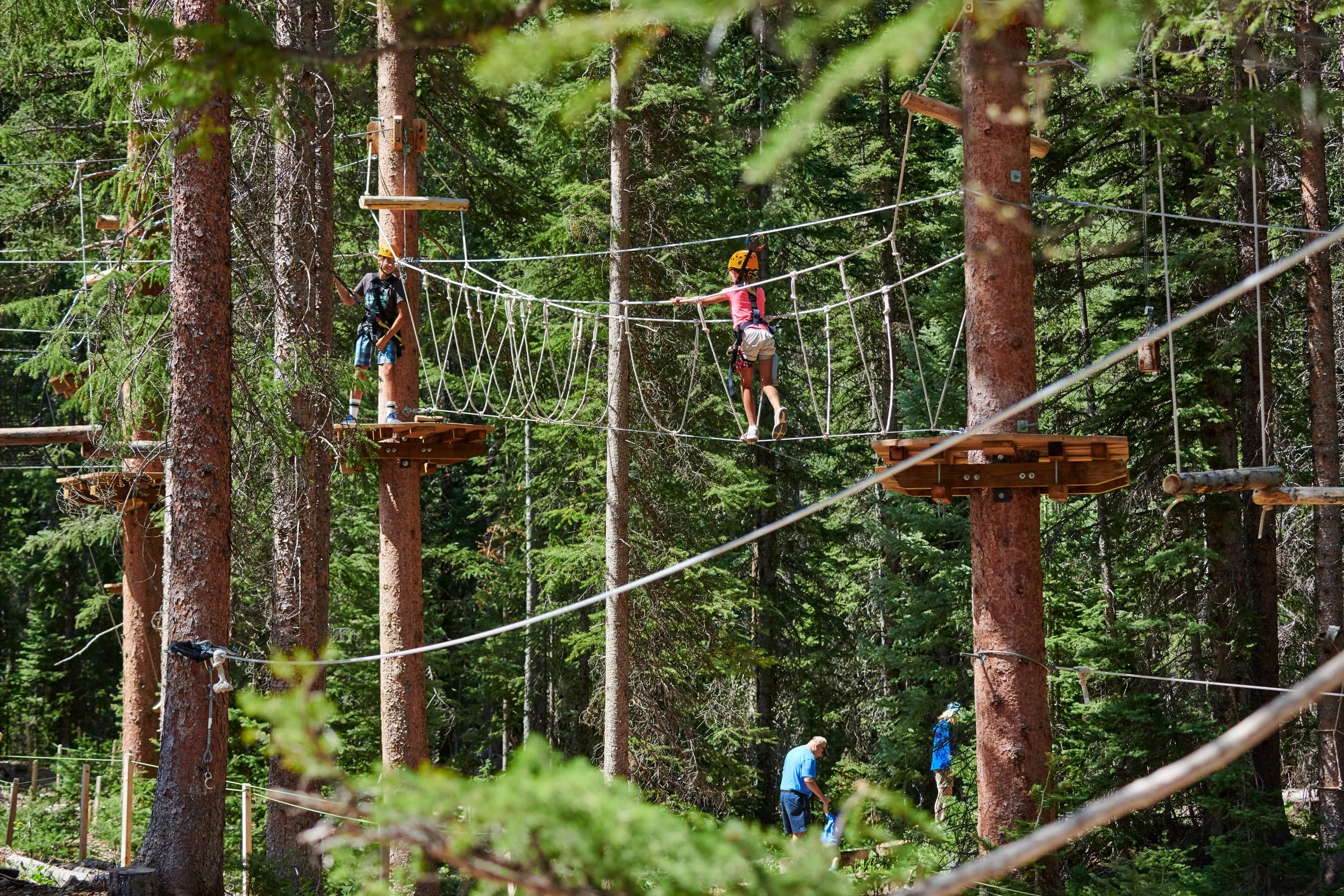 The Lost Forest