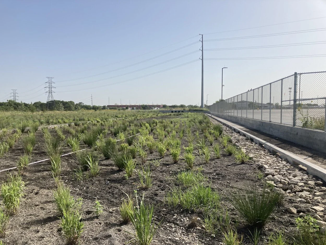 marshalling yard grasses.JPG