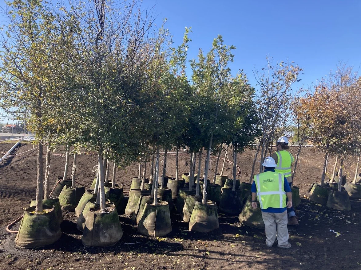 marshalling yard trees.jpg
