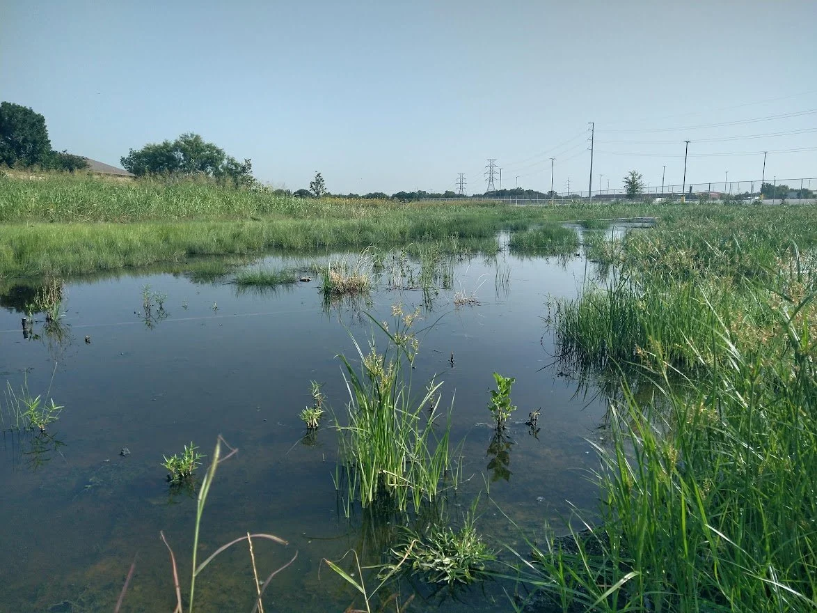 marshalling yard wetland.jpg
