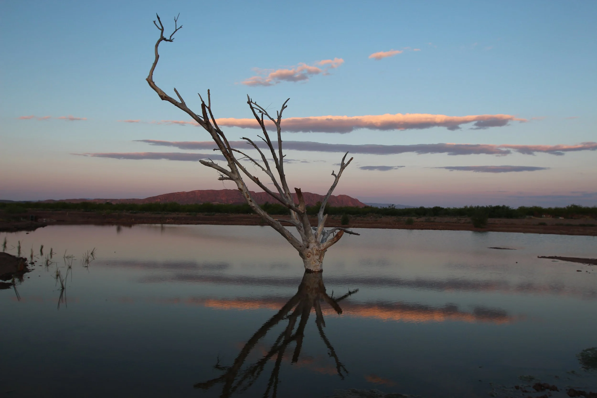 Bishop Wetlands