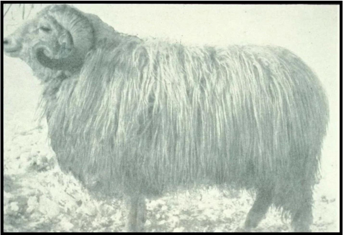 churro sheep circa 1930.jpg