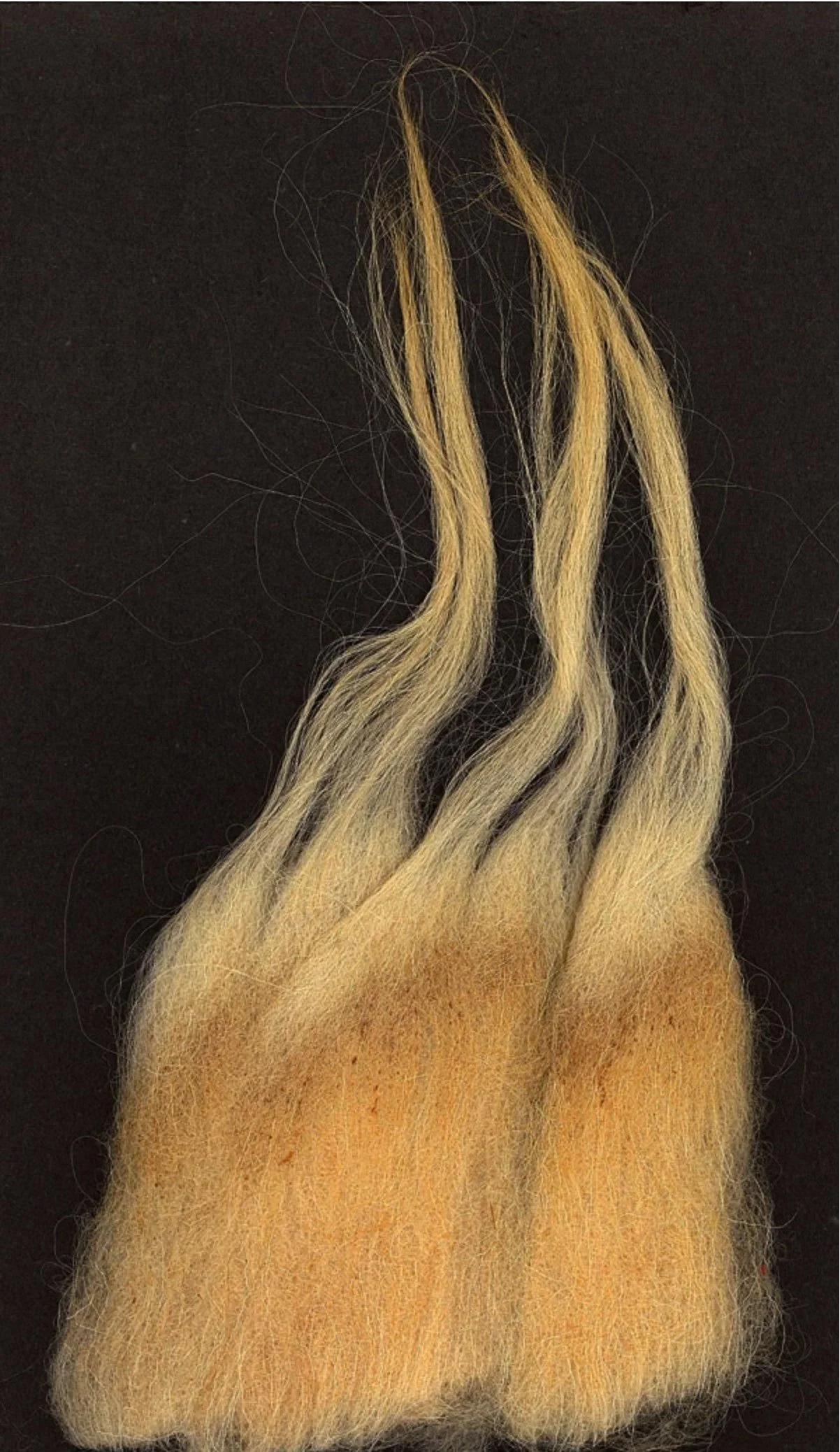 churro sheep double long fleece .jpg
