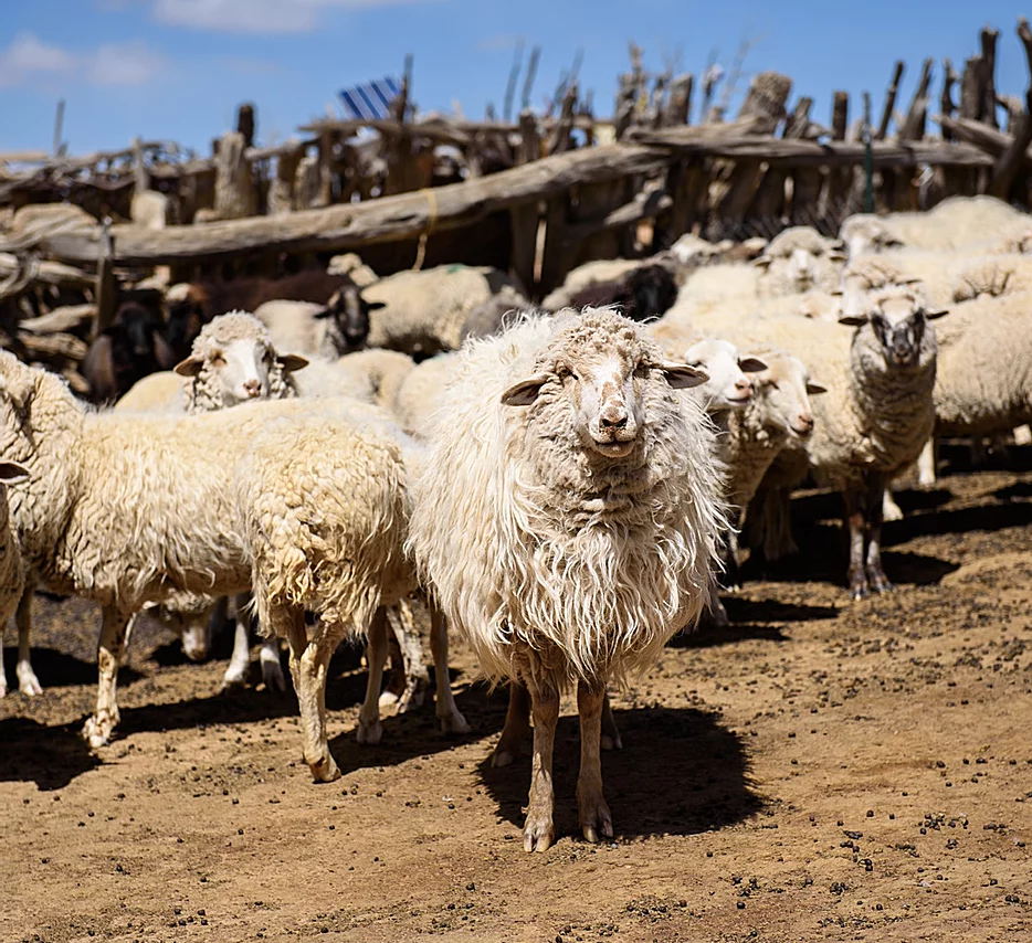 churro sheep photo - source unknown.png