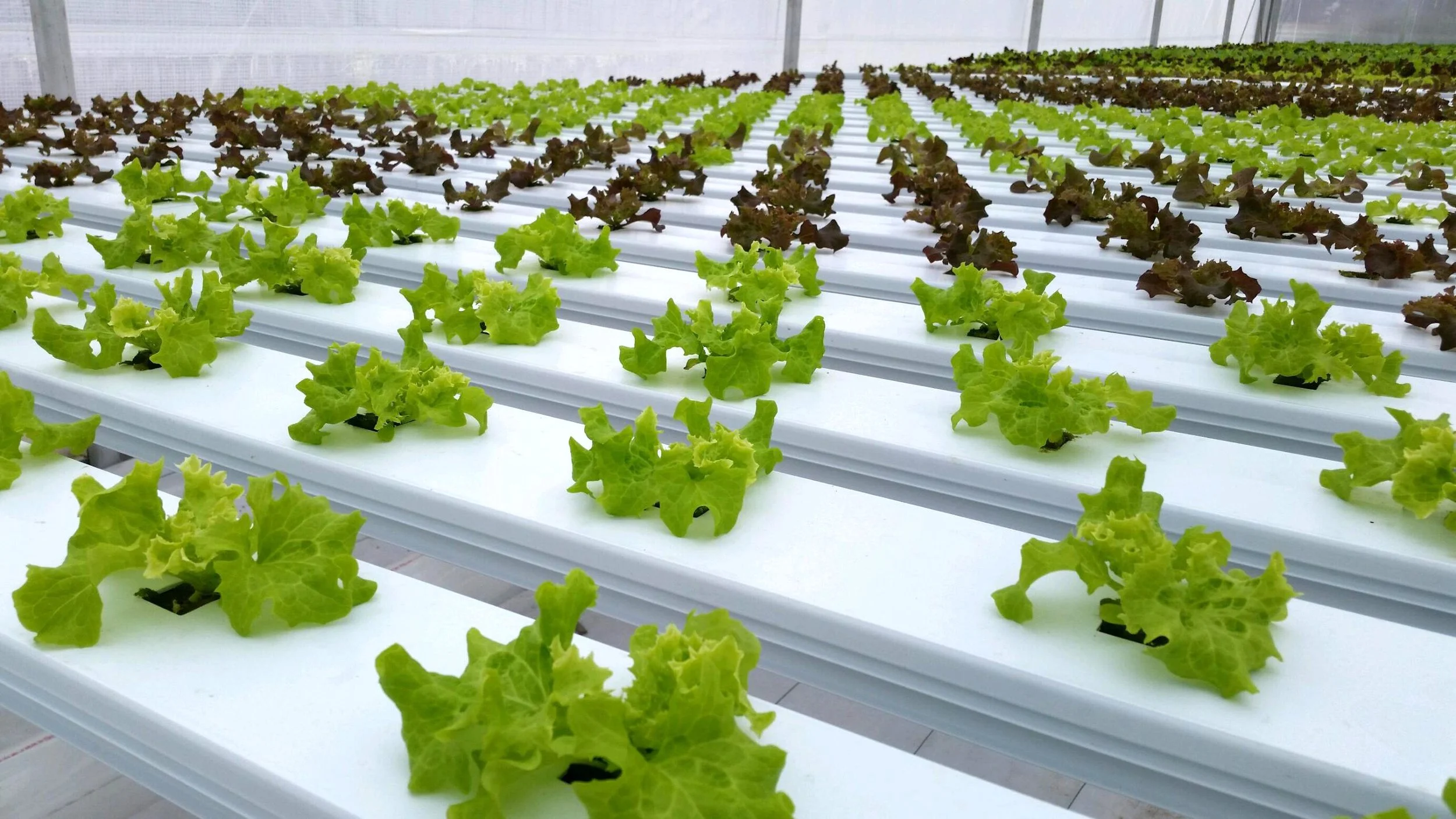 Hydroponic lettuce