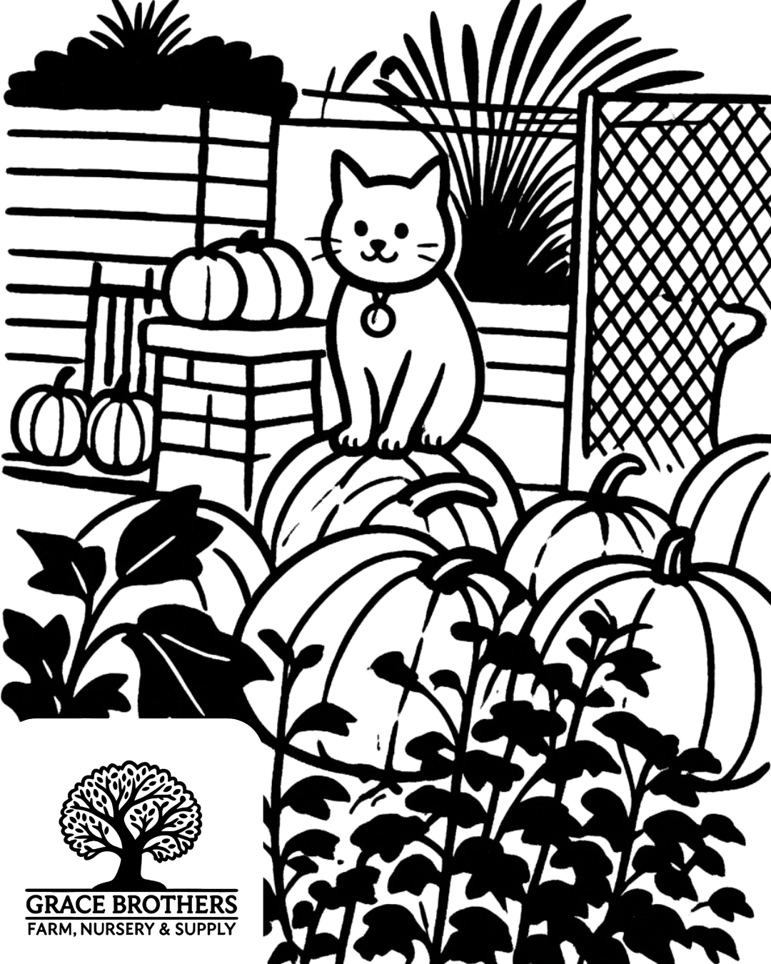Grace Brothers Harvest Festival_00002.png
