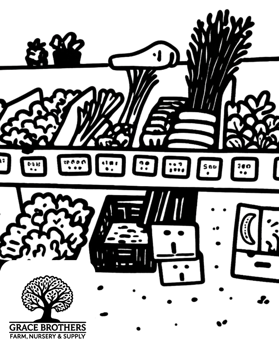 Grace Brothers Harvest Festival_00003.png