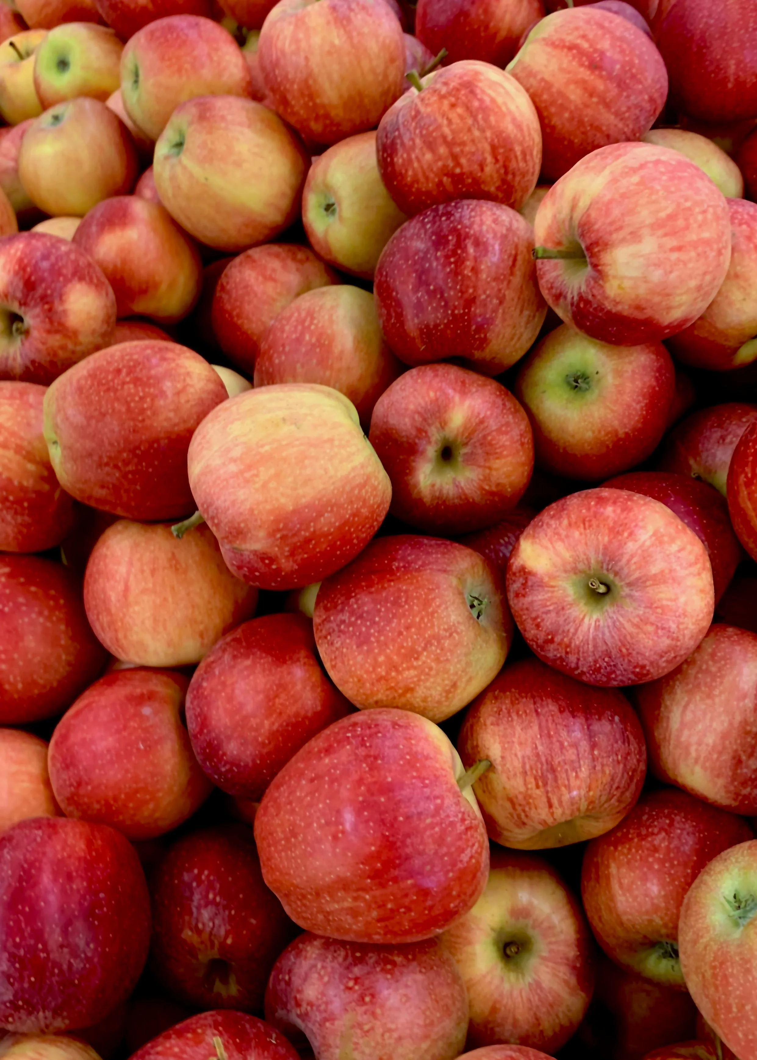apples.jpg