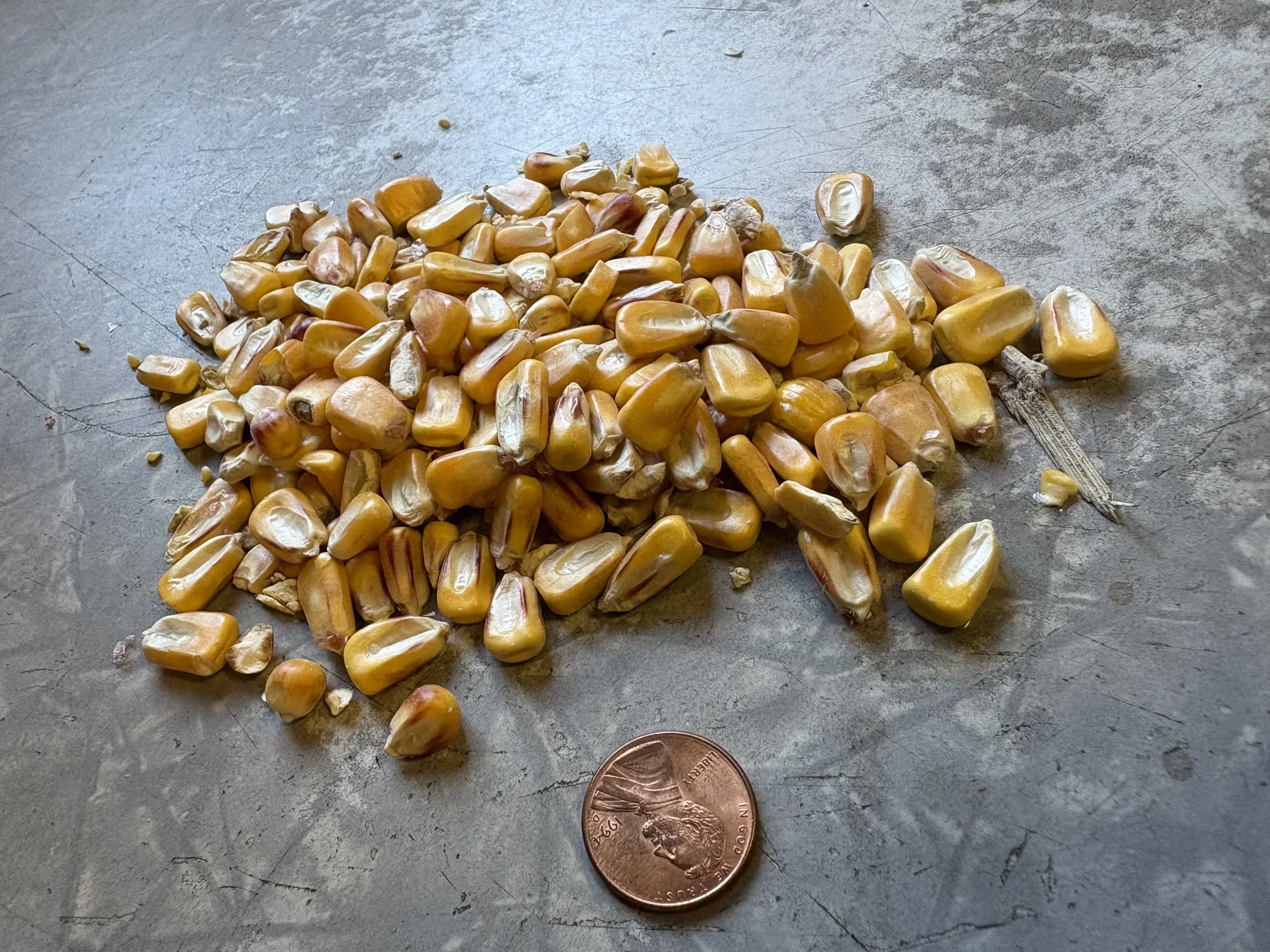 Shelled Corn 2.jpeg