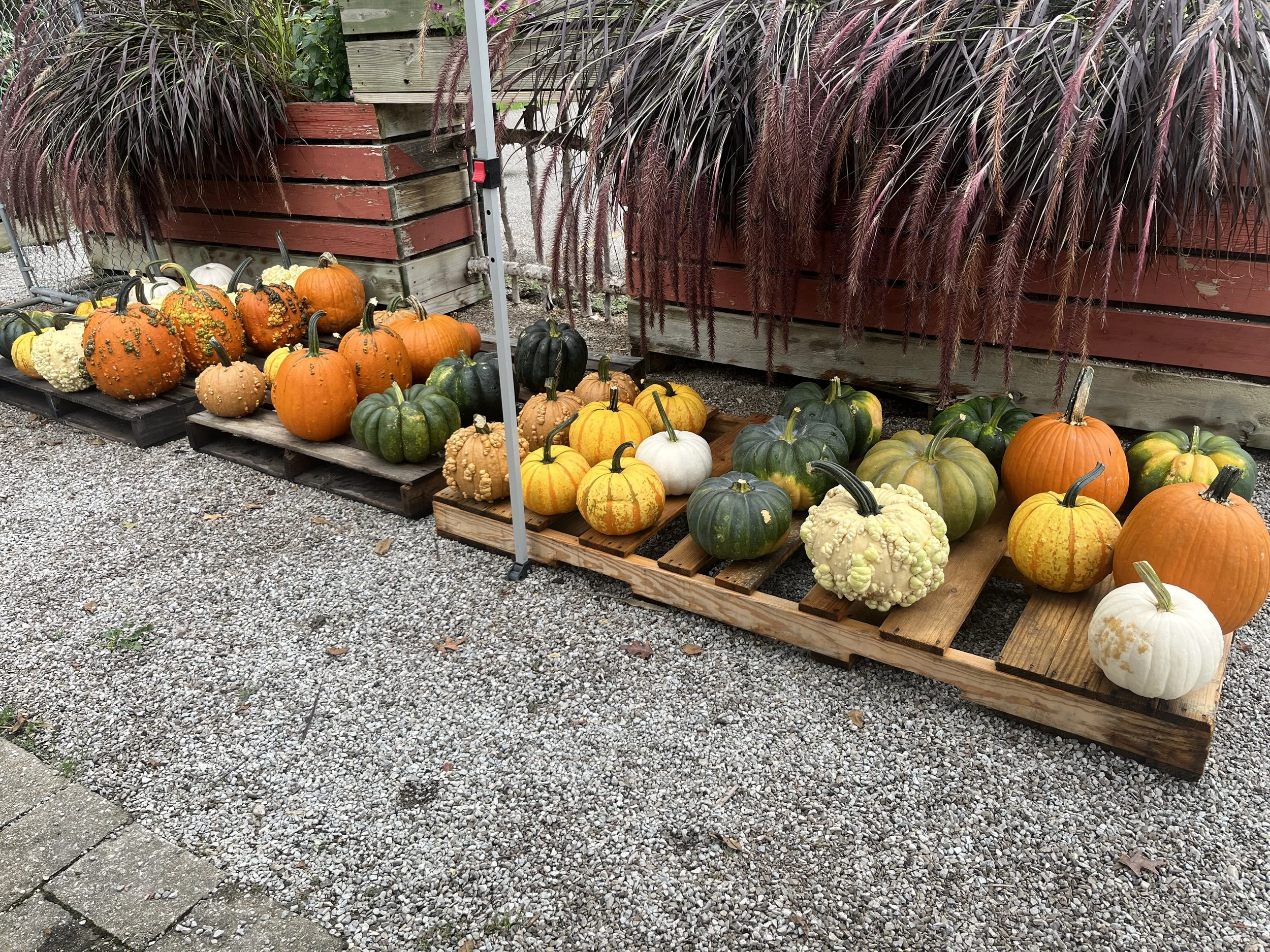 pumpkins.jpeg