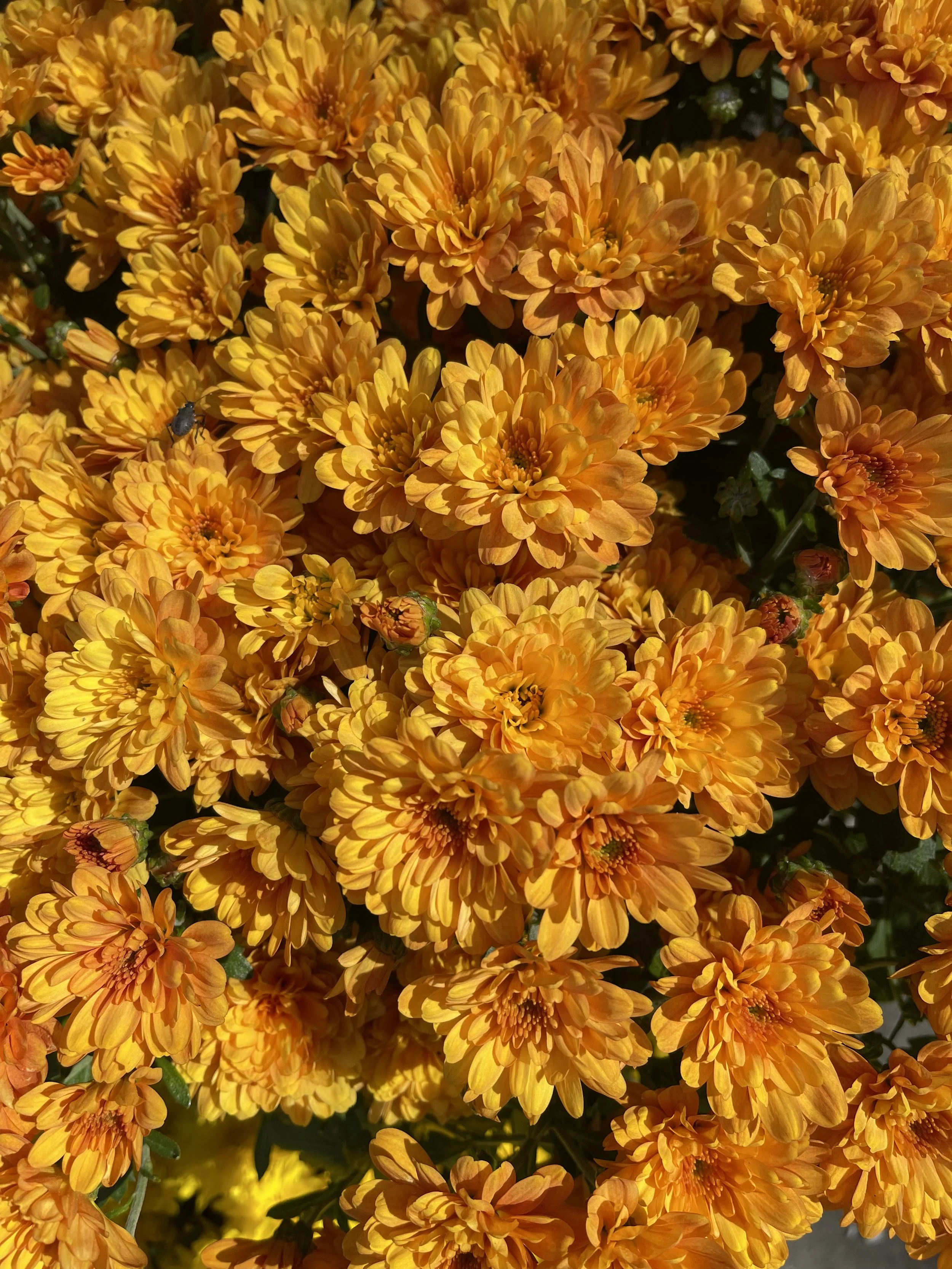 Fall Porch Bundle_4.jpg