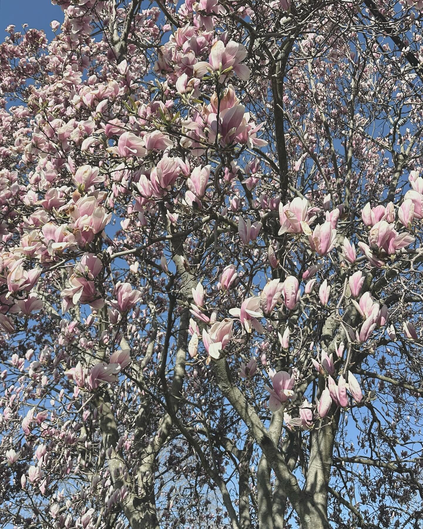 Waking up grateful for so much this morning&hellip; our amazing customers and supporters, longer spring days, and beautiful trees like this magnolia 🤍 Happy Sunday, open 11-4 today 💙