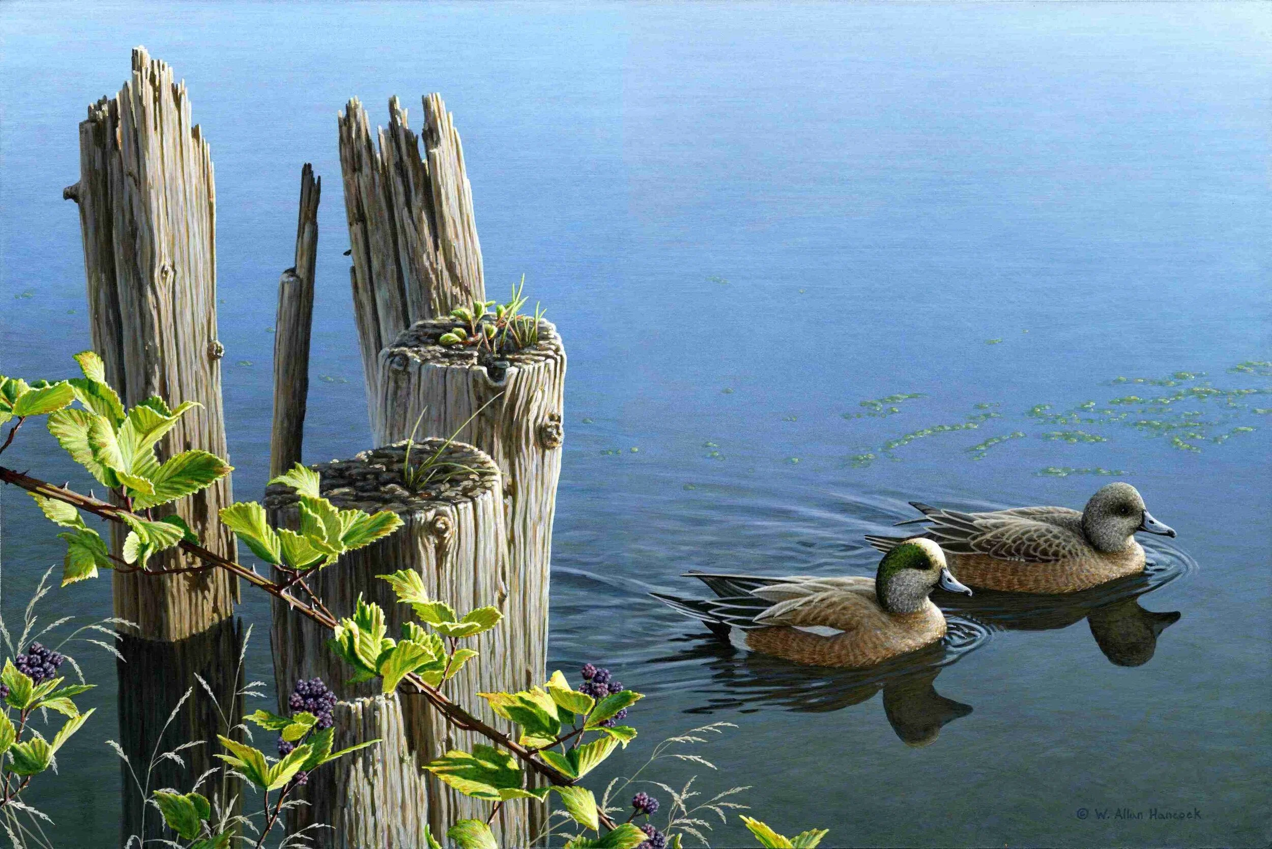 2011 Canadian Wildlife Habitat Conservation Stamp &amp; Print
