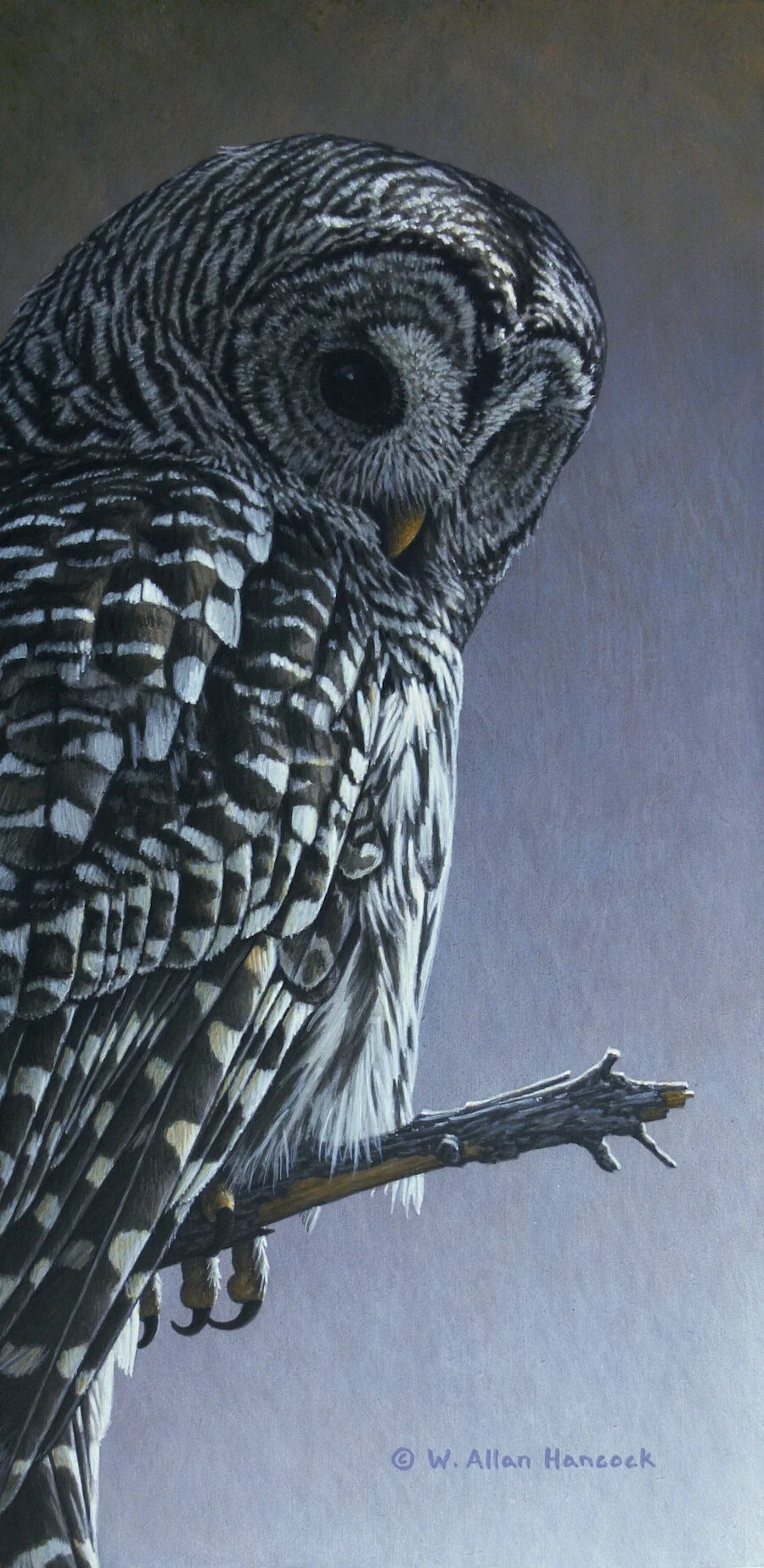 WATCHING FROM ABOVE - BARRED OWL