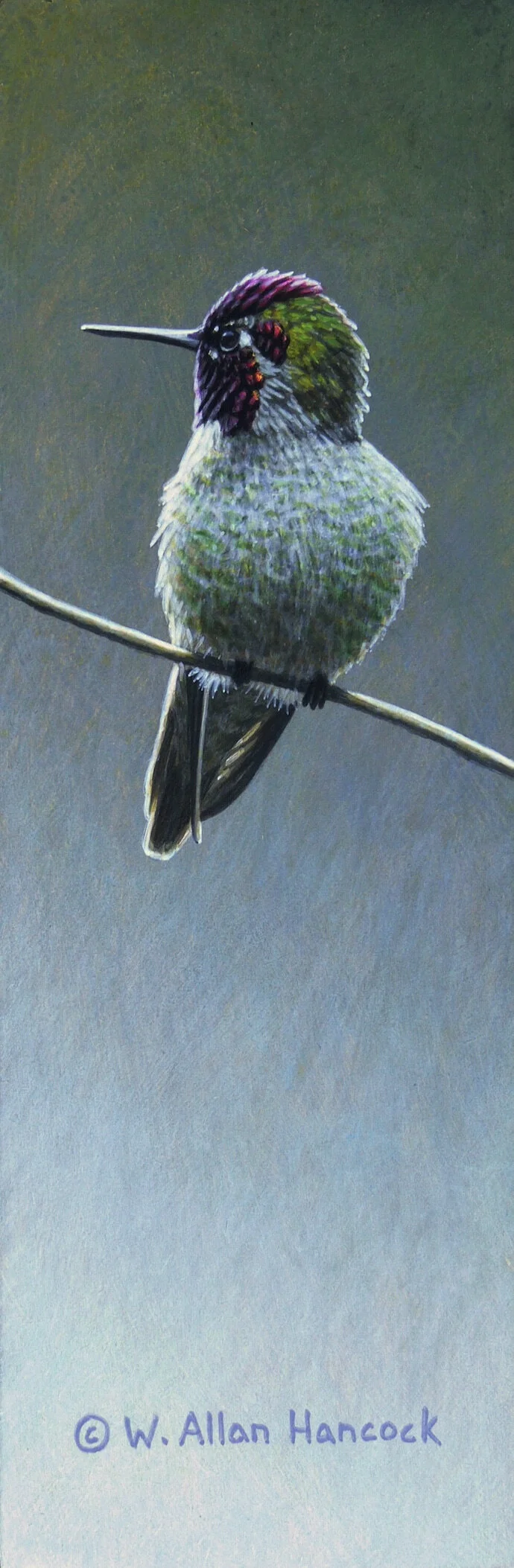 LOOKING BACK - ANNA'S HUMMINGBIRD