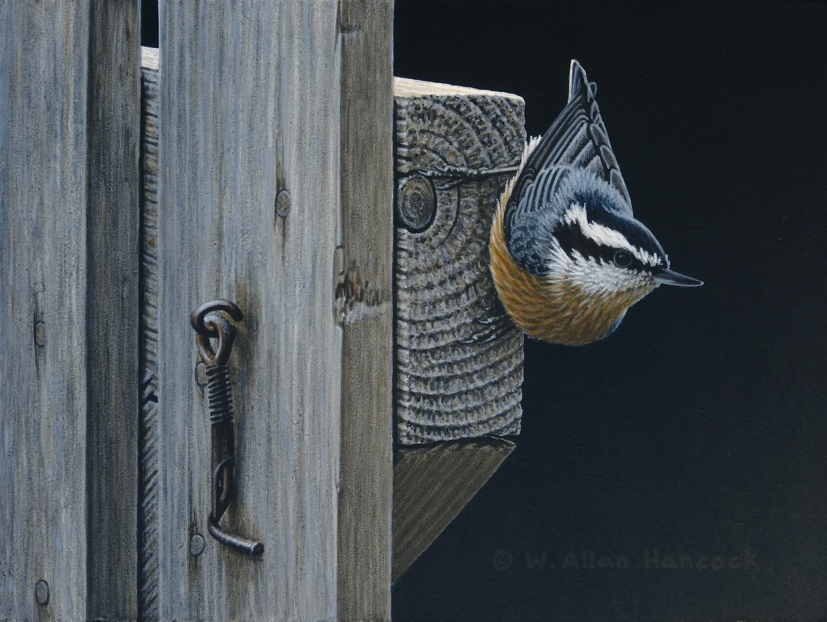 A VISIT WITH YOU - RED-BREASTED NUTHATCH