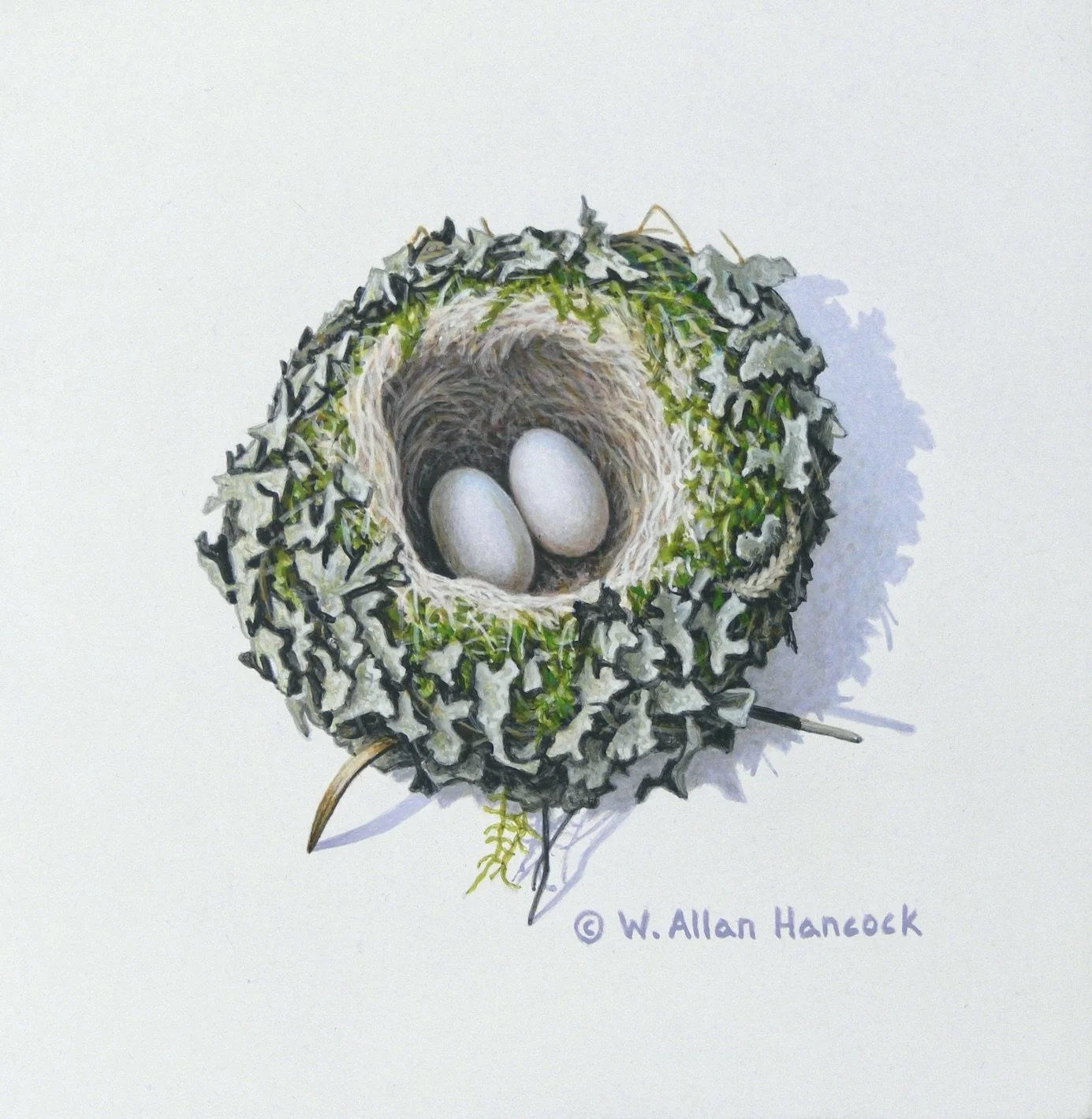 TENDER LOVING CARE - RUFOUS HUMMINGBIRD NEST