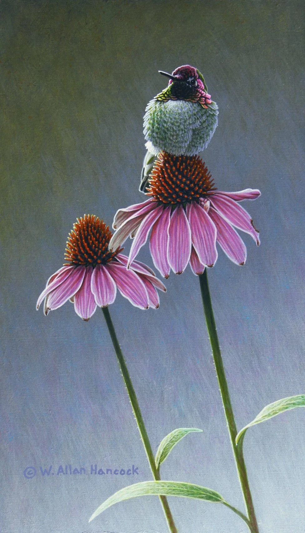 PETAL POWER - ANNA'S HUMMINGBIRD