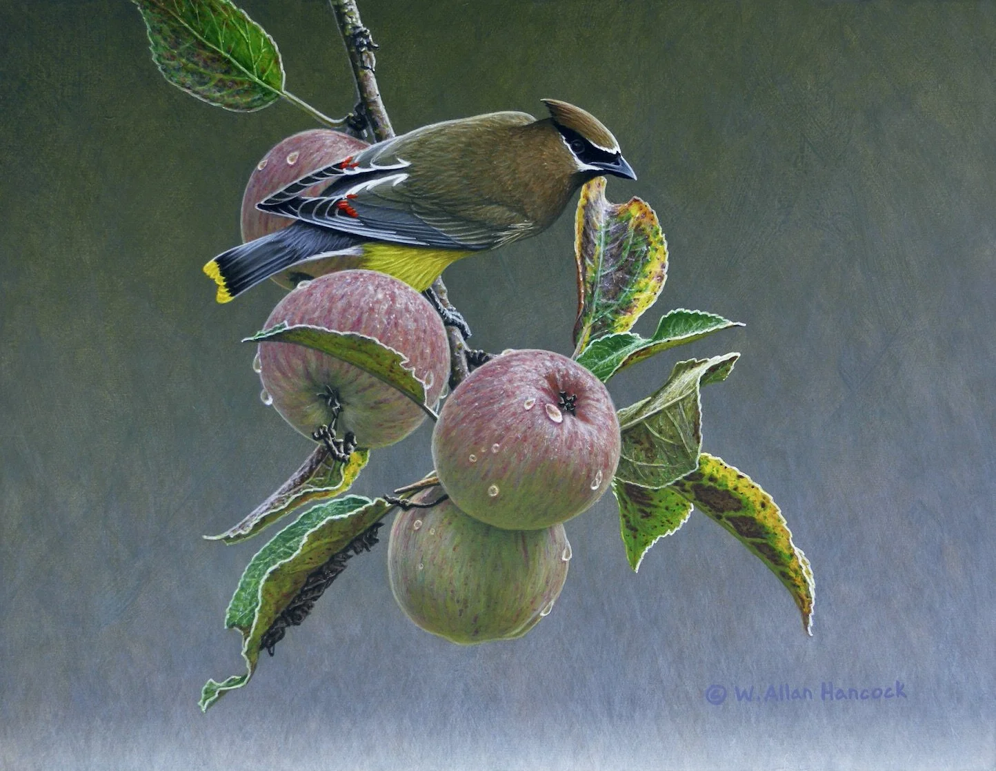 WASHED & WAXED - CEDAR WAXWING