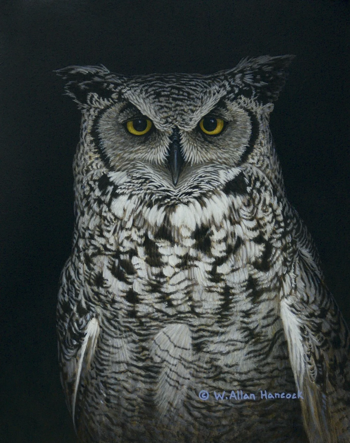 IN THE DARK - GREAT HORNED OWL