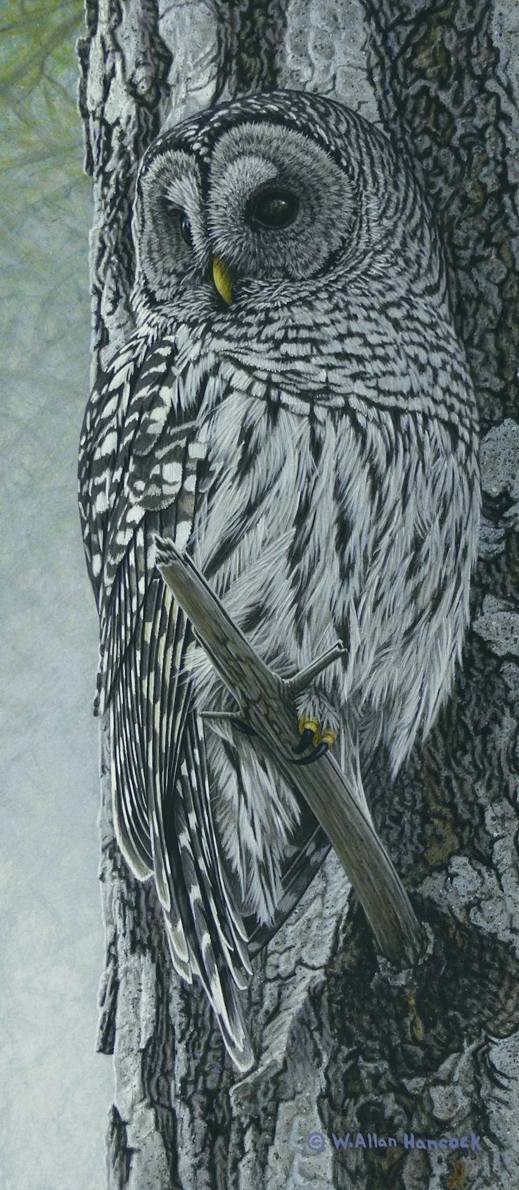 TREE LINE - BARRED OWL