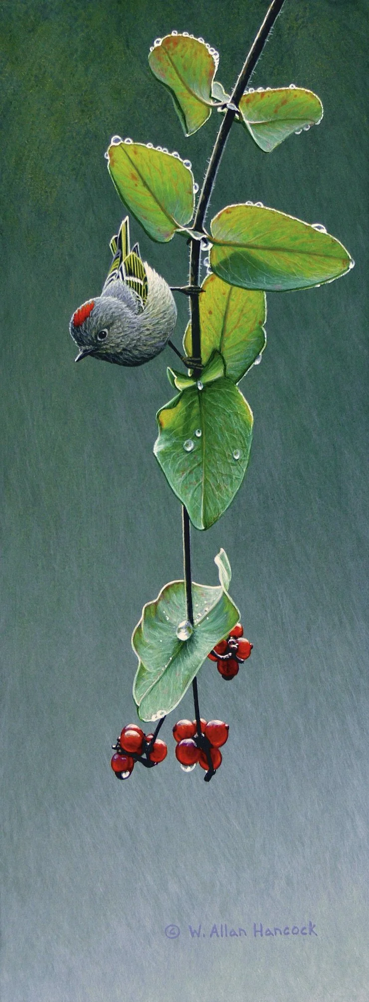 RUBY DROPS BY - RUBY-CROWNED KINGLET