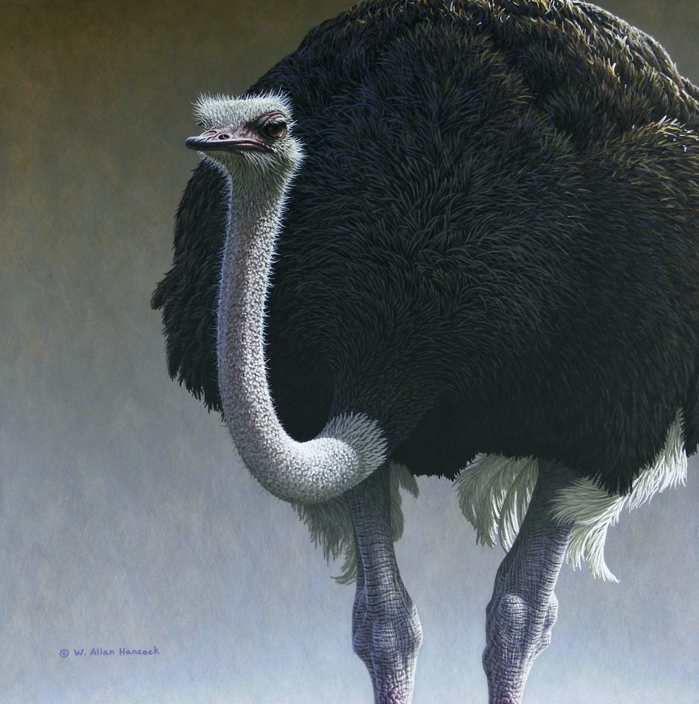 WATCHING OVER - OSTRICH