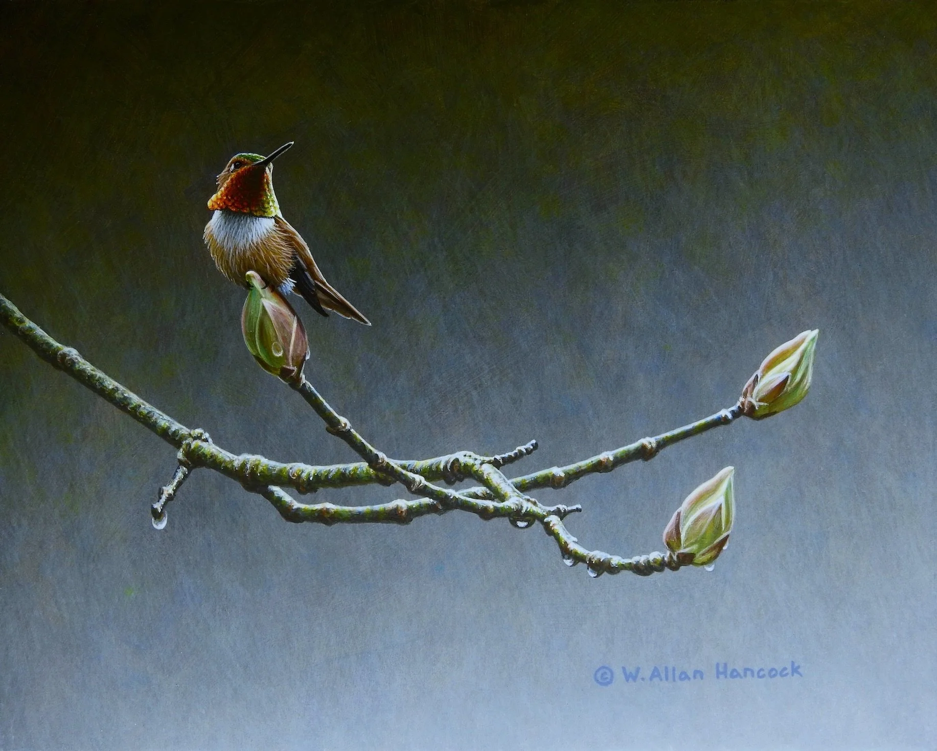 HANGIN' WITH BUDS - RUFOUS HUMMINGBIRD