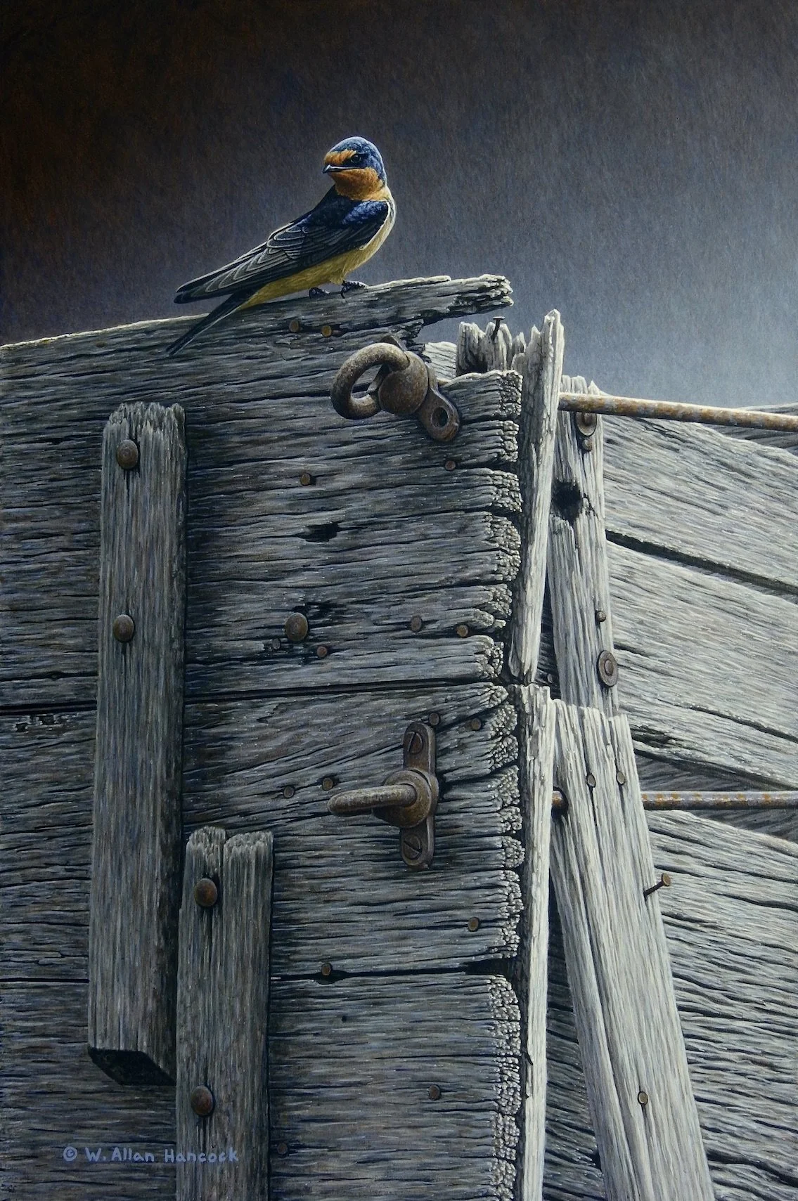 THE WAGONEER - BARN SWALLOW
