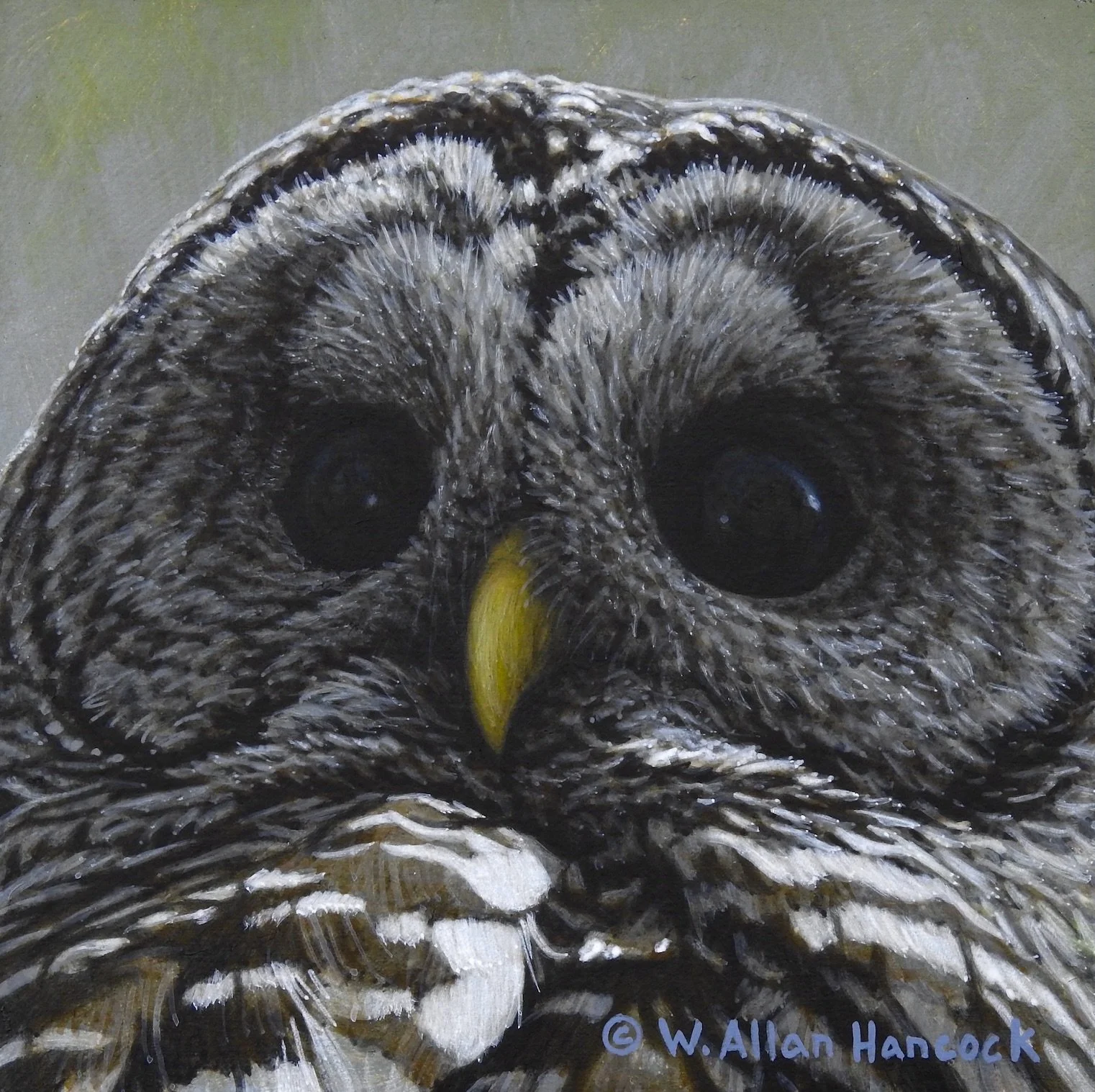 EVER WATCHFUL - BARRED OWL