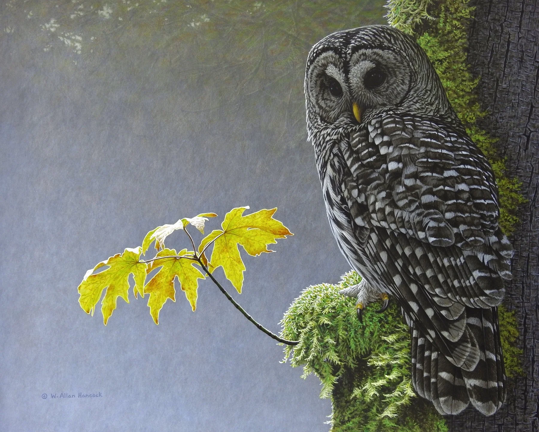 EDGE OF AUTUMN - BARRED OWL