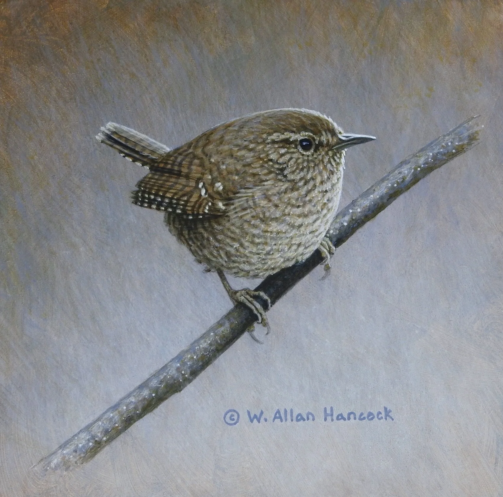WINTER WREN STUDY