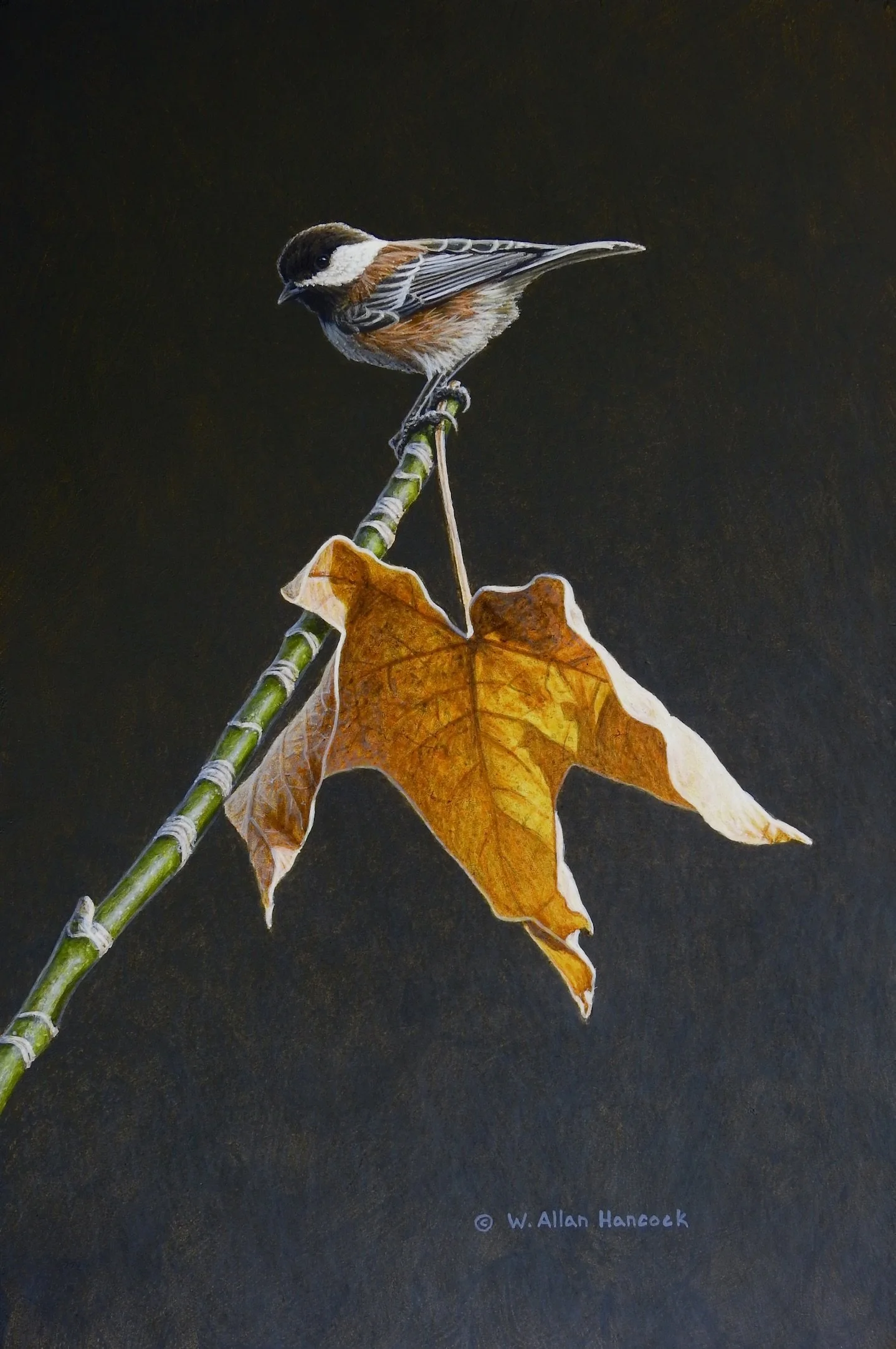 AUTUMN MAPLE - CHESTNUT-BACKED CHICKADEE