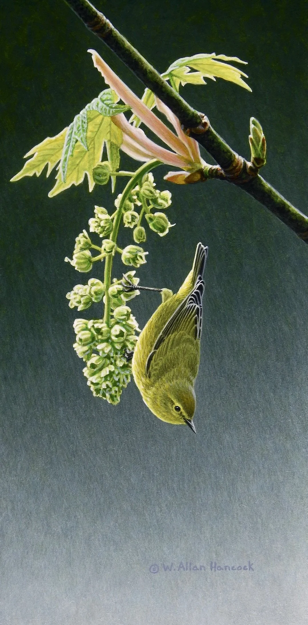 SPRING MAPLE - ORANGE-CROWNED WARBLER