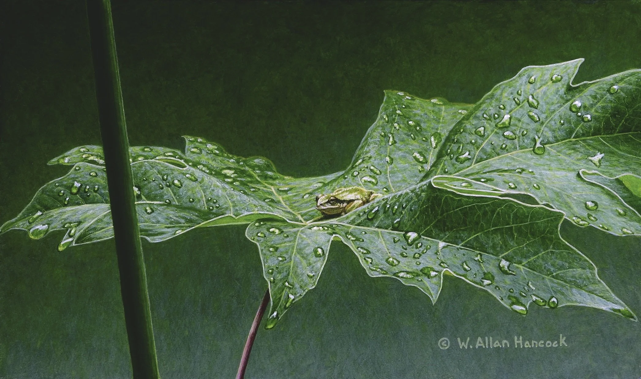 SUMMER MAPLE - TREE FROG